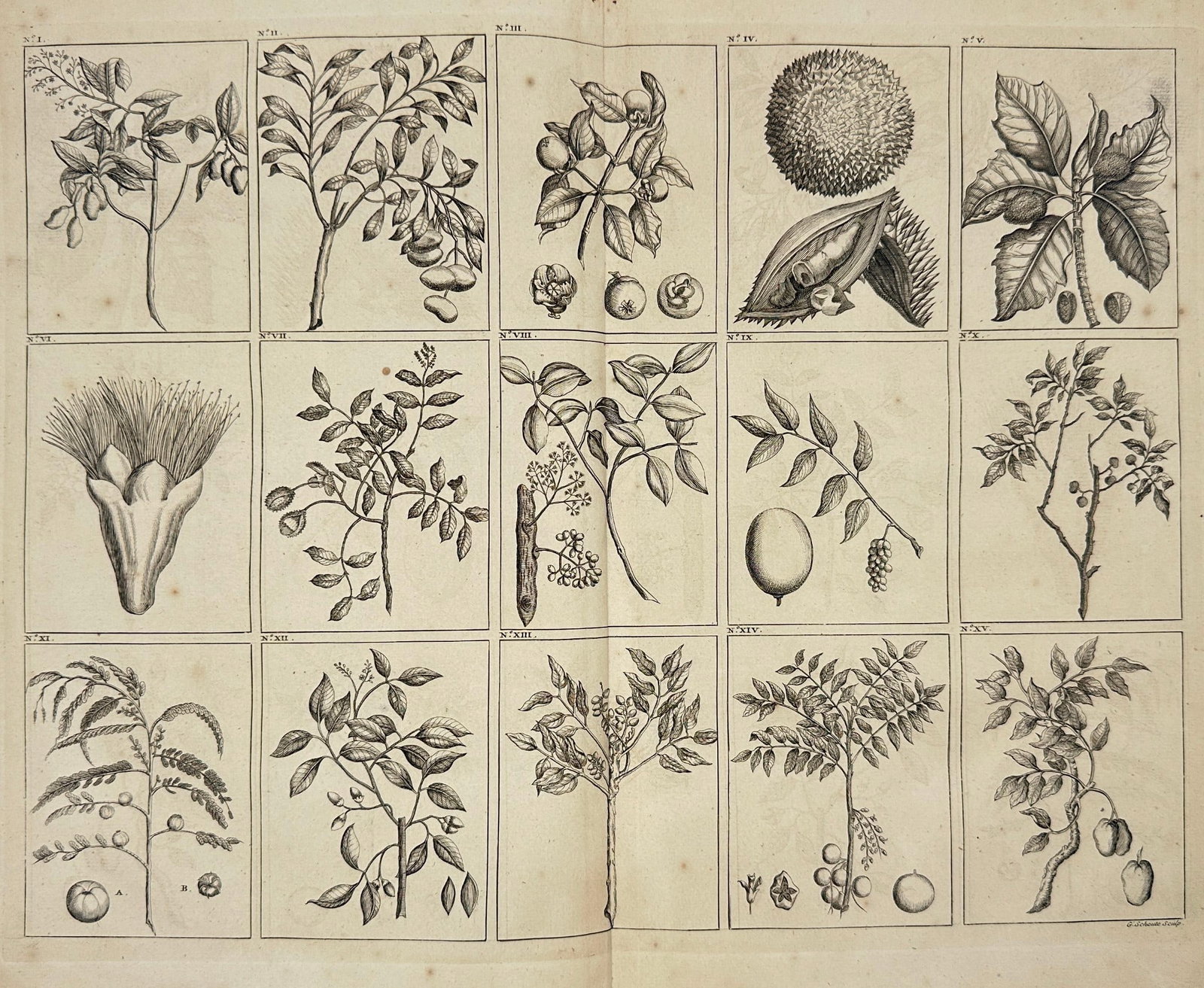 François Valentijn (1666–1727) – Exotic Fruits and Plants from the Dutch East In: This antique botanical engraving features a grid of 18 detailed illustrations depicting various exotic plants, fruits, flowers, and seeds native to the Dutch East Indies. Included are representations 