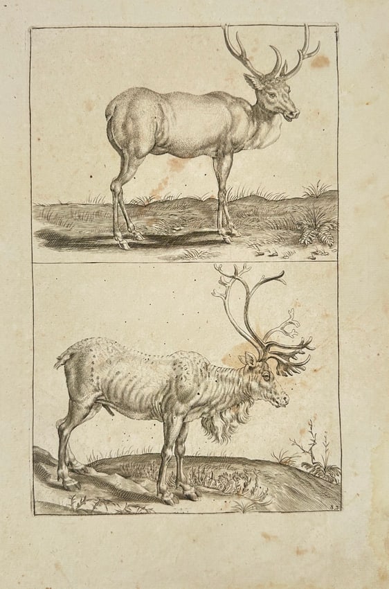 Frederick de Wit (1629–1706) – Two Stags – Copperplate Engraving (ca. 1650) (1 of 2)