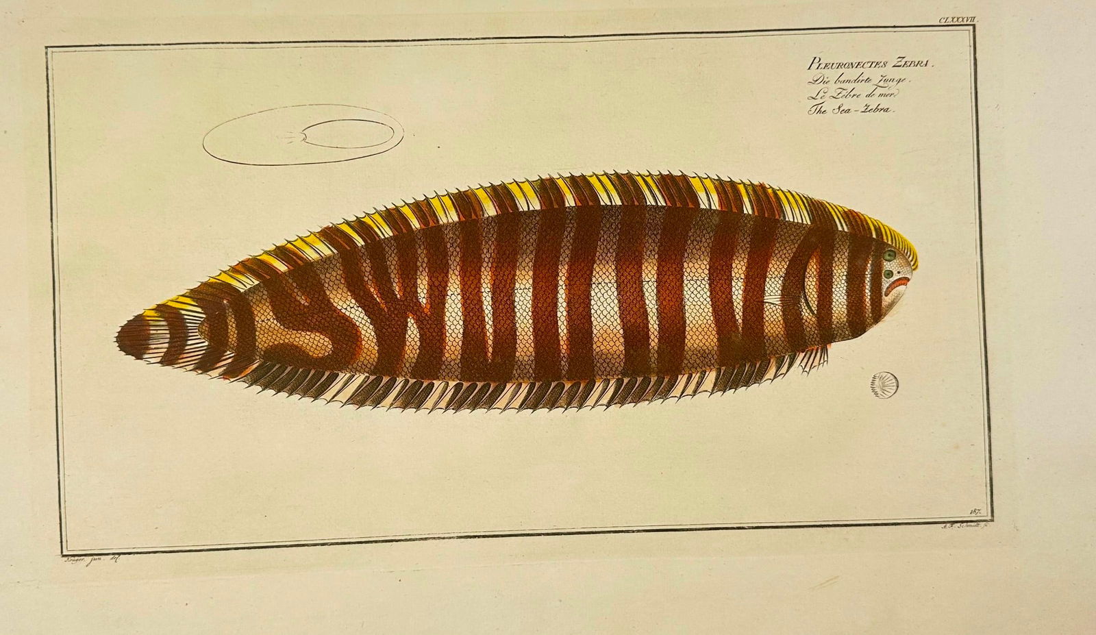 Marcus Elieser Bloch – Pleuronectes Zebra – Hand-Colored Copperplate Engraving (1 of 2)