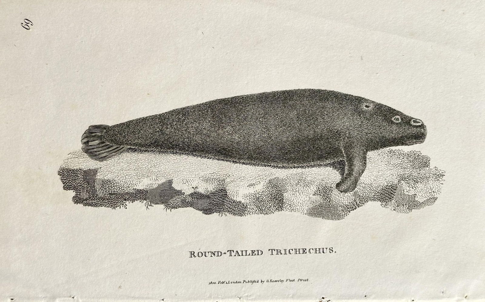 George Shaw (1751–1813) – Round-Tailed Trichechus – Copperplate engraving (1800) (1 of 2)