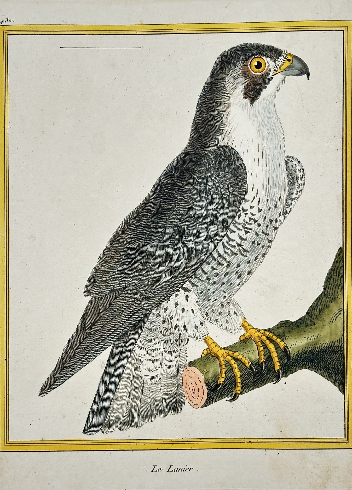 François-Nicolas Martinet – Illustration of Le Lanier (Lanner Falcon) (1 of 2)