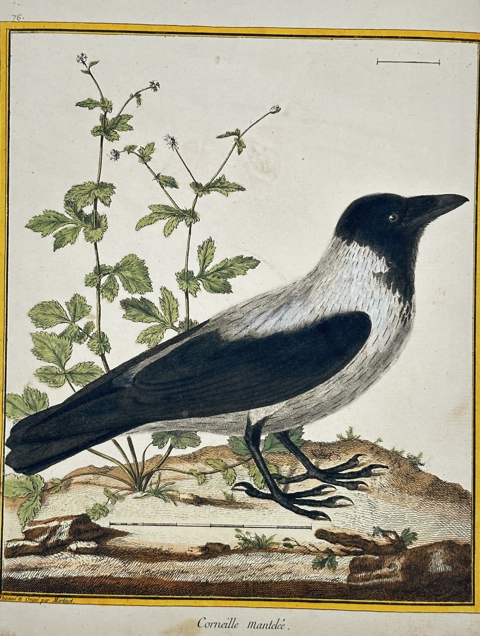 François Nicolas Martinet (1731–1804) – Hooded Crow (Corneille mantelée) (1 of 2)