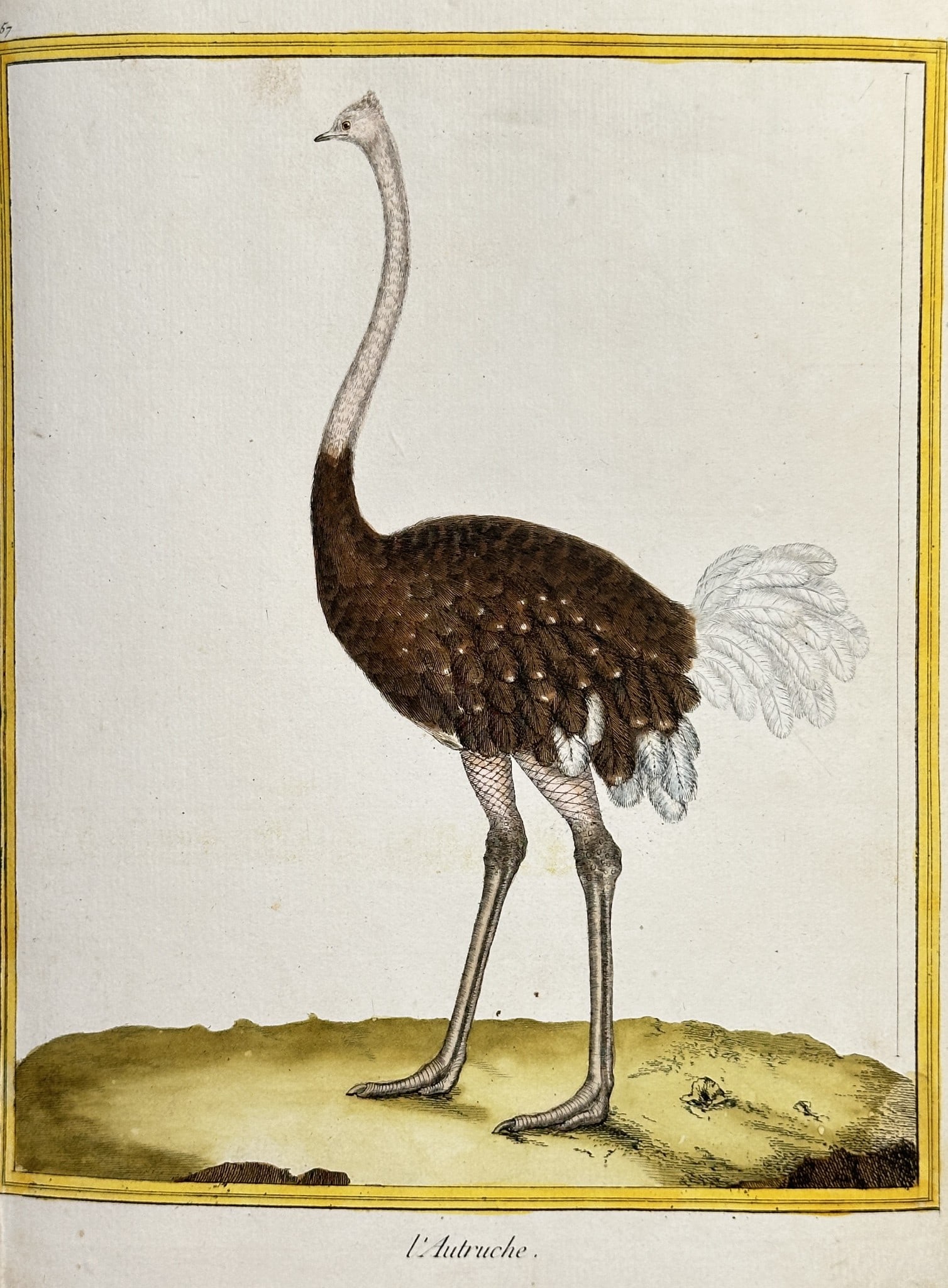 François-Nicolas Martinet (1731–c. 1804) – The Ostrich (L’Autruche): This vivid ornithological illustration depicts a single Ostrich in profile against a simplified, arid landscape, characteristic of the species' natural environment in Africa. The print originated from