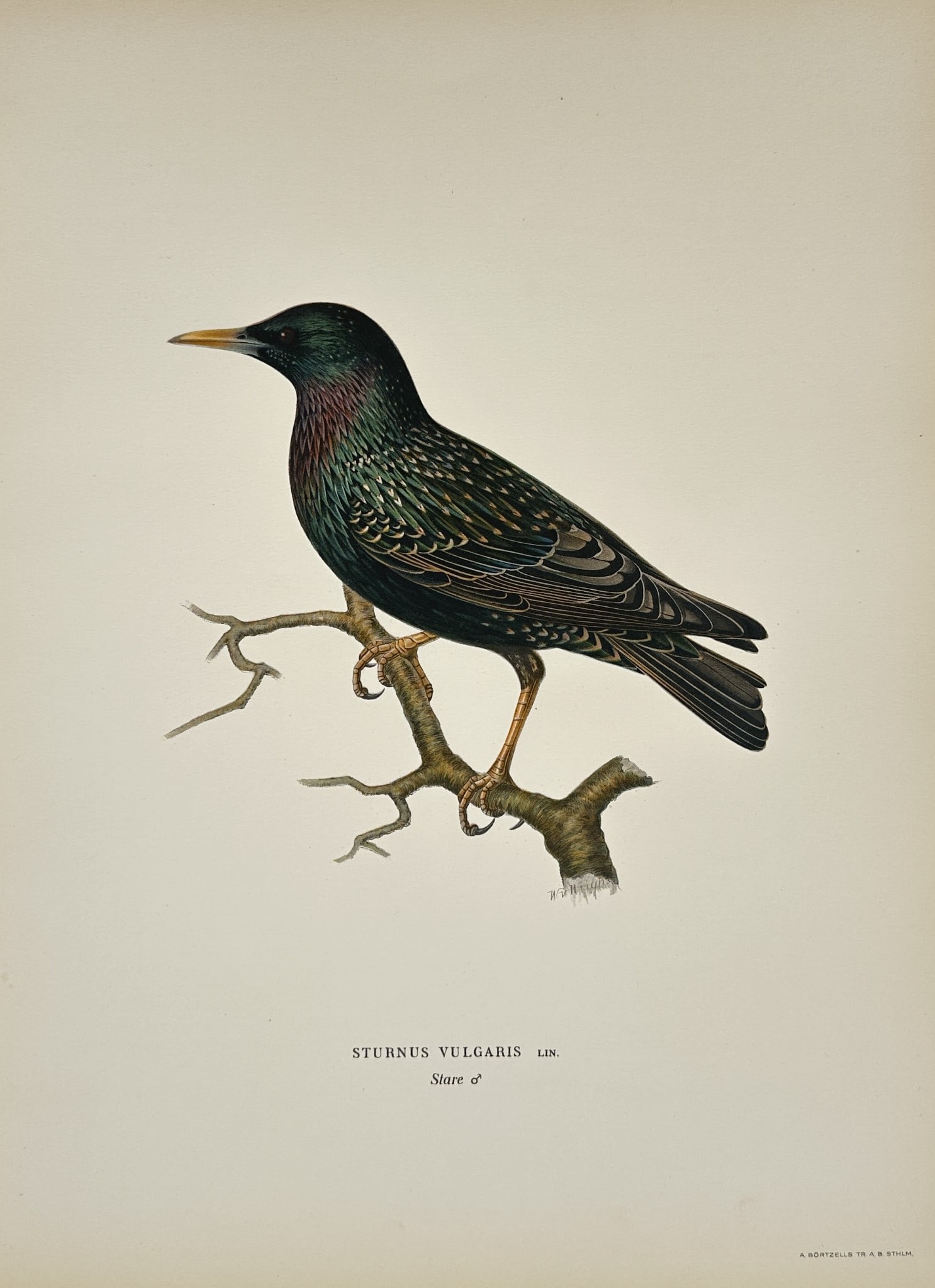Magnus von Wright – Illustration of Sturnus Vulgaris L. (Common Starling): This print is a detailed illustration of a bird titled Sturnus Vulgaris L. (Common Starling), shown perched in profile on a branch. The bird is vibrantly hand-colored, showcasing the iridescent plumag