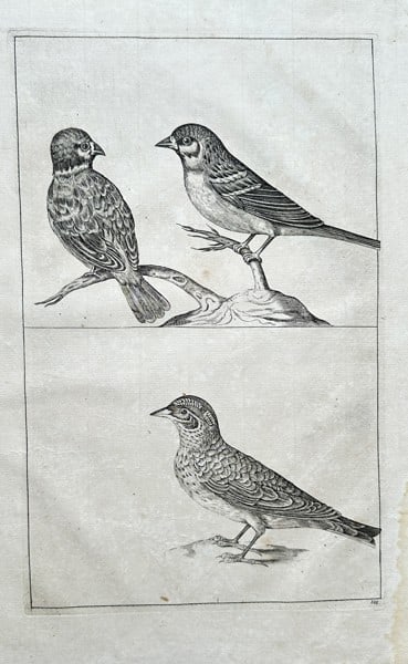 Frederick de Wit (1630–1706) – Three Studies of Birds – Engraving (1 of 2)
