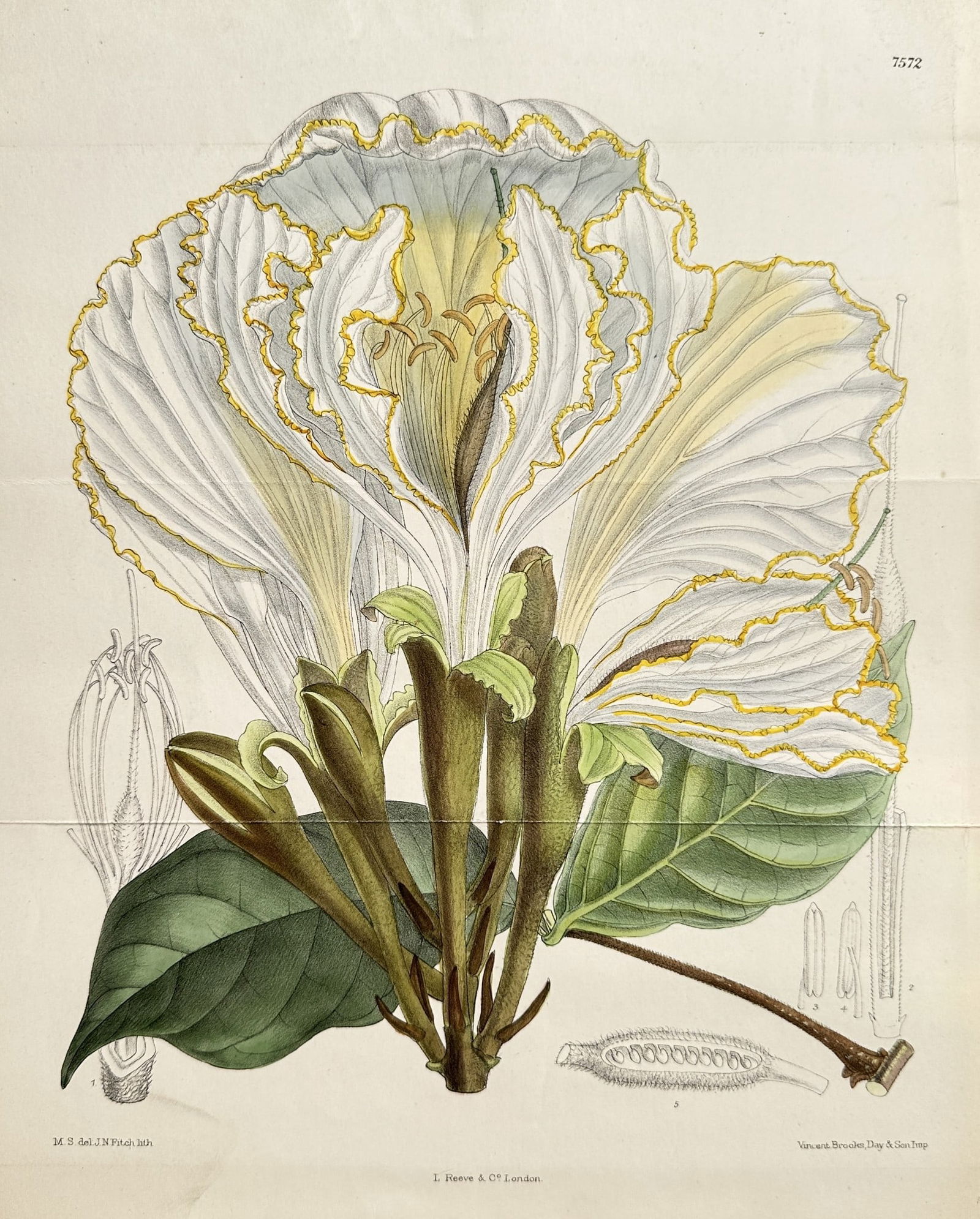 William Curtis (1746–1799) – Bauhinia Monandra (Butterfly Bauhinia) (1 of 2)