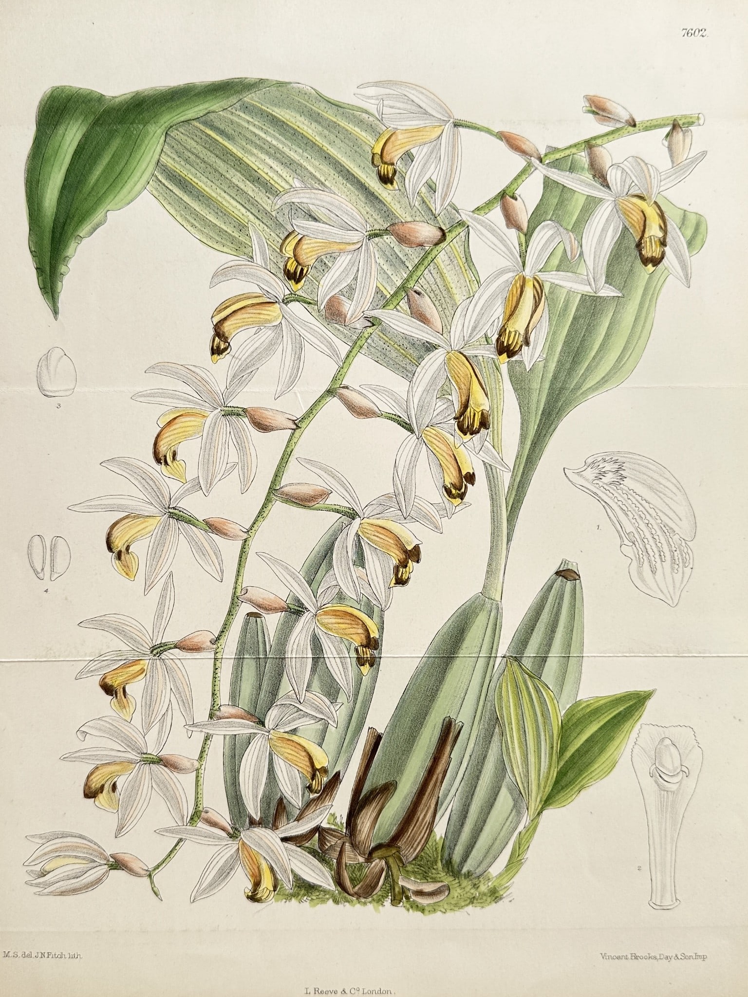 William Curtis (1746–1799) – Coelogyne Swaniana – Hand-coloured lithograph: This detailed botanical illustration, Plate 7602, depicts the magnificent orchid species Coelogyne Swaniana, native to Southeast Asia. The print captures the plant's long, arching inflorescence, featu