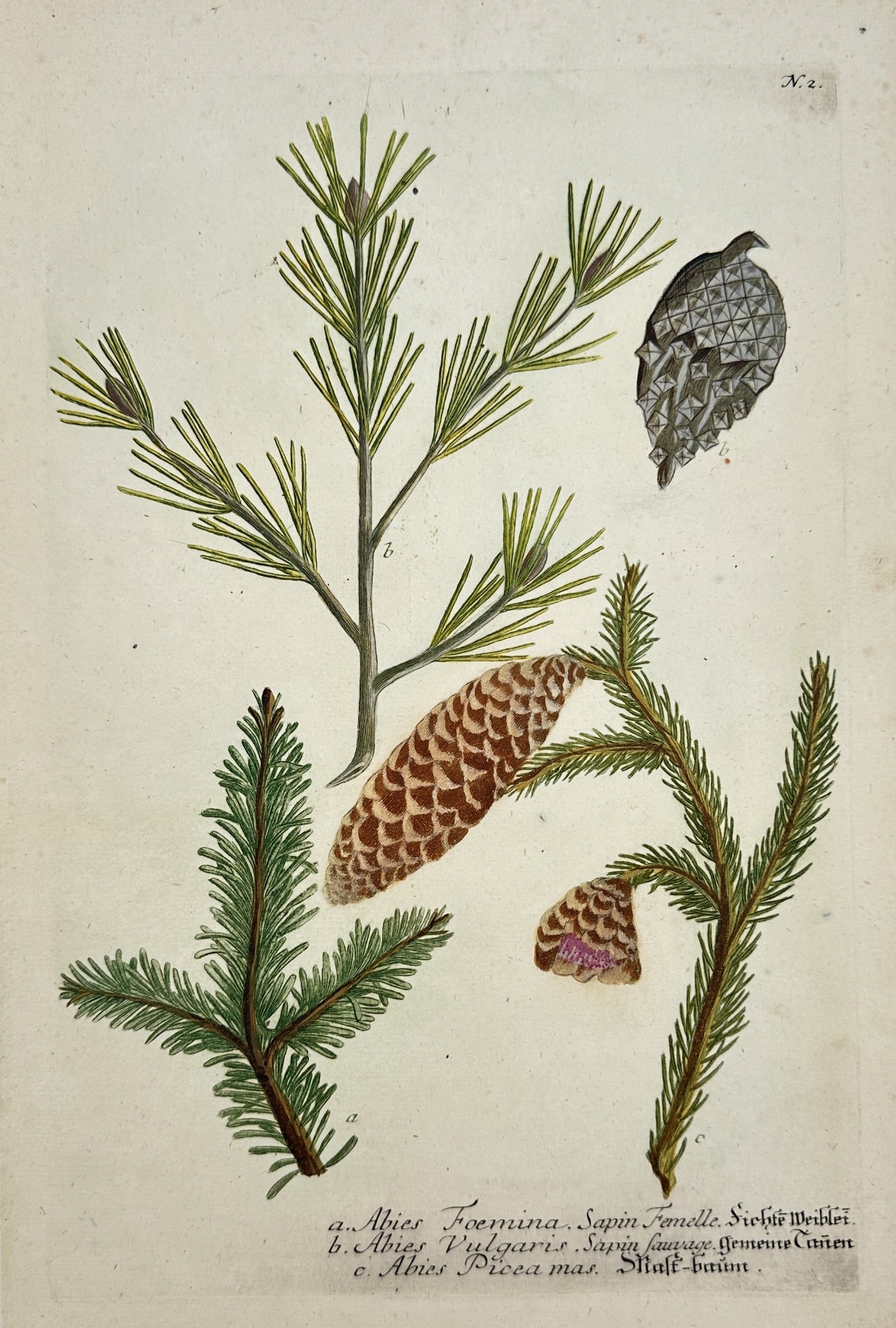 Johann Wilhelm Weinmann – Fir, Spruce, and Pine (Abies, Sapin, and Pinus) (1 of 2)