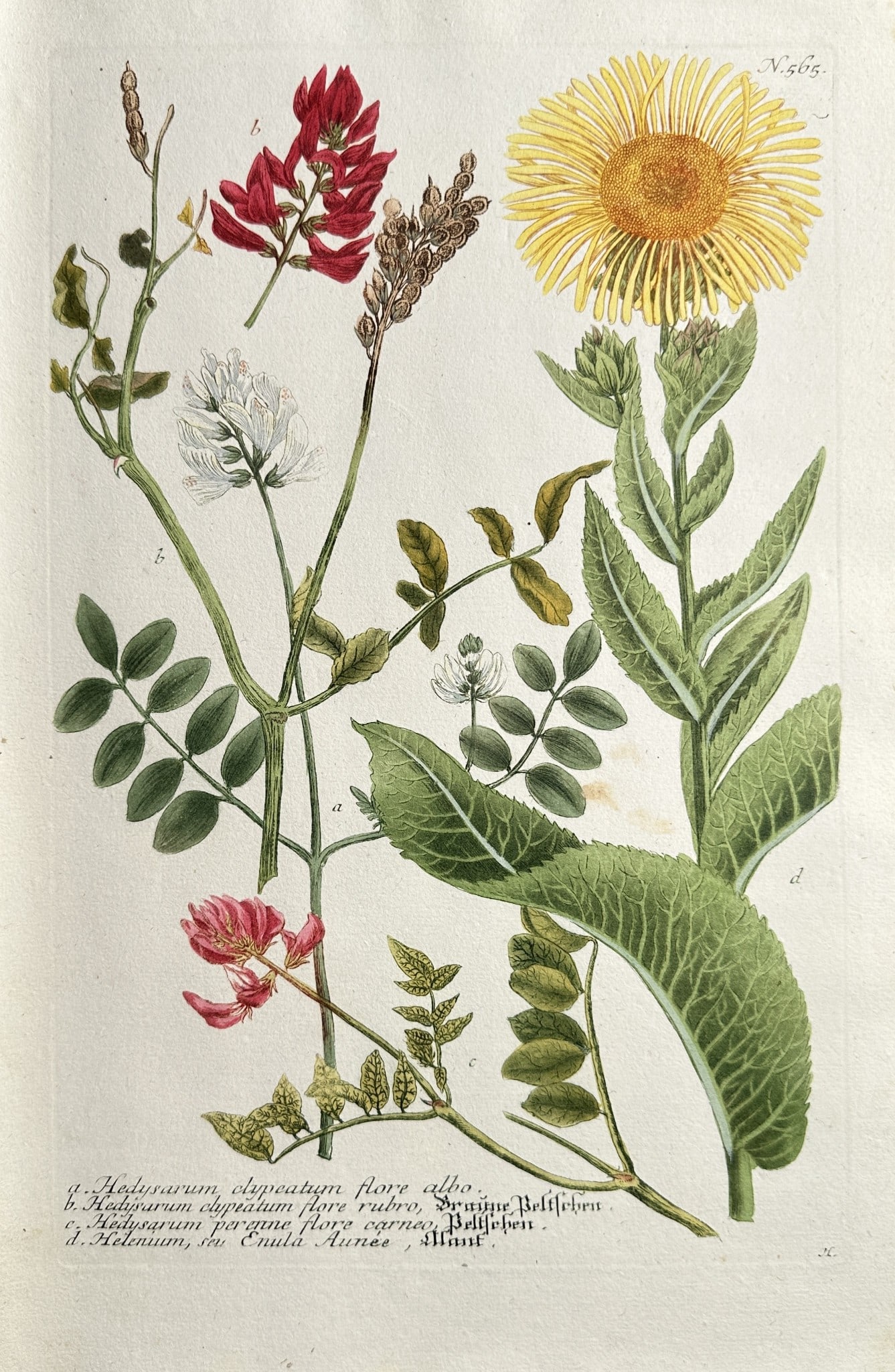 Johann Wilhelm Weinmann (1683–1741) – Wildflowers, Herbs, and Clover Species (1 of 2)