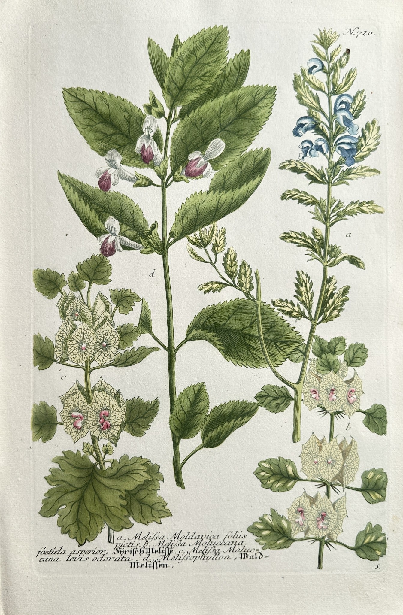 Johann Wilhelm Weinmann (1683–1741) – Melilotus and Althaea Species (Flowering) (1 of 2)