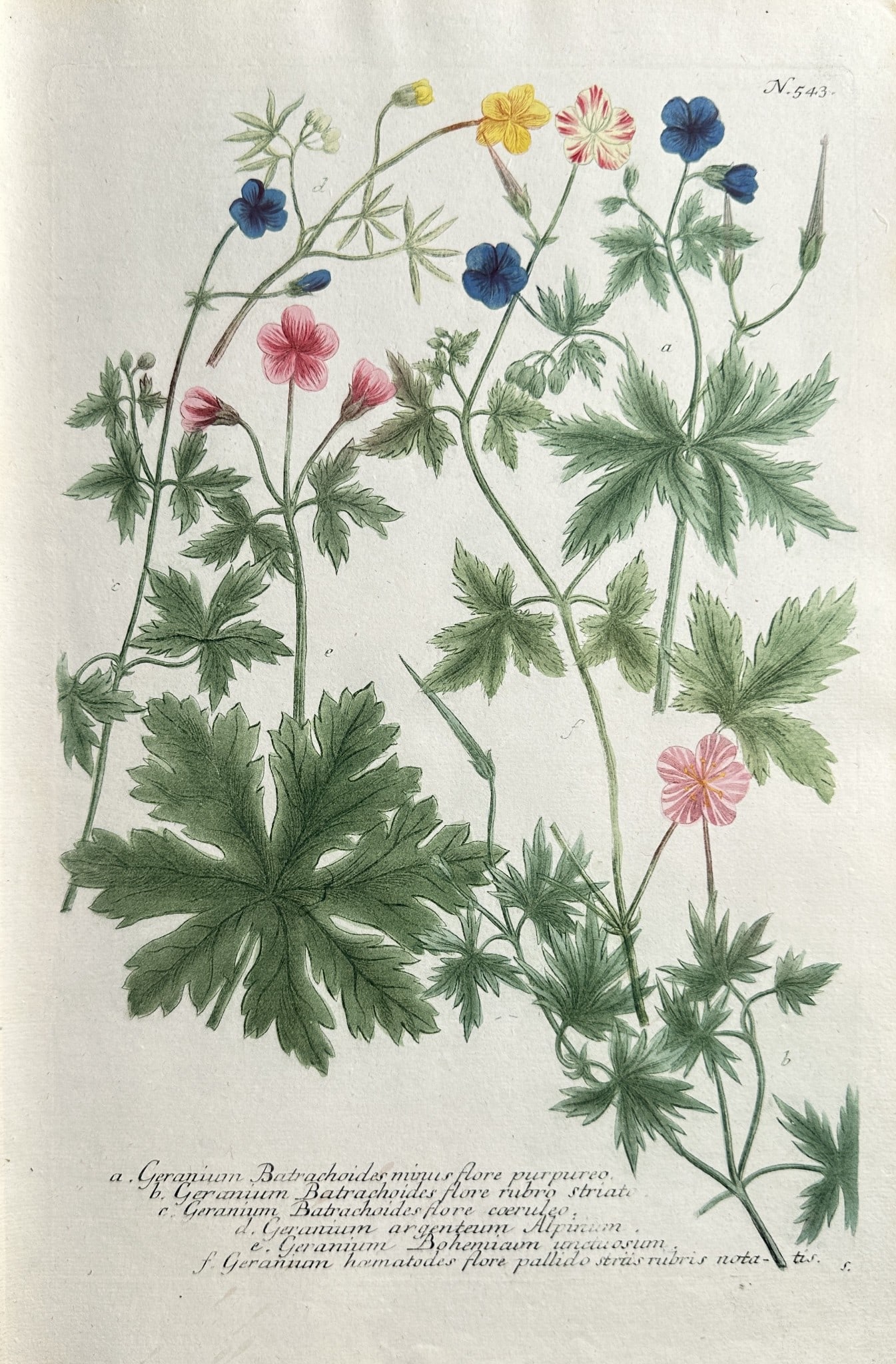 Johann Wilhelm Weinmann (1683–1741) – Geranium Cultivars (Multi-coloured Crane's (1 of 2)