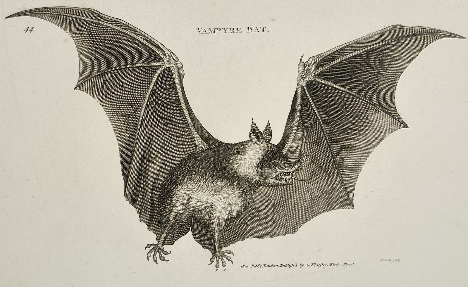 George Shaw (1751–1813) – Illustration of Vampyre Bat – Engraving (1792): This print is an illustration of a Vampyre Bat, shown with its wings fully spread in a dramatic, frontal pose. The creature is rendered with fine, detailed engraving that captures the texture of its f
