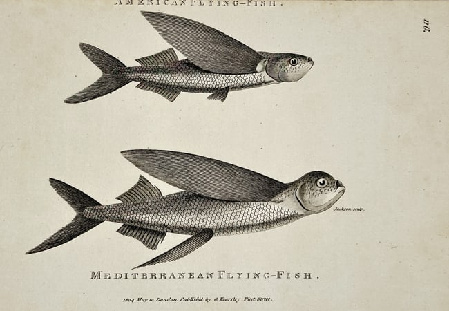 George Shaw (1751–1813) – Zoological Illustration of Two Species of Flying Fish: This engraving is a zoological illustration featuring two species of Flying Fish (Exocoetidae family), identified as the "AMERICAN FLYING-FISH" and the "MEDITERRANEAN FLYING-FISH." The fish are depict