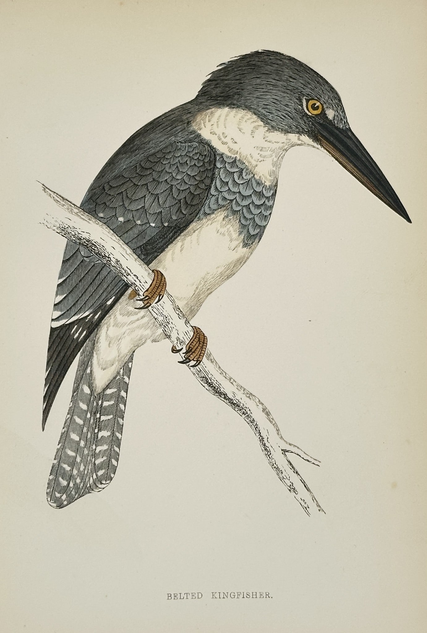 Francis Orpen Morris (1810–1893) – Illustration of Belted Kingfisher: This print is a detailed illustration of a bird titled Belted Kingfisher (Megaceryle alcyon), shown perched on a branch in profile. The bird is characterized by its large bill and shaggy crest, with i