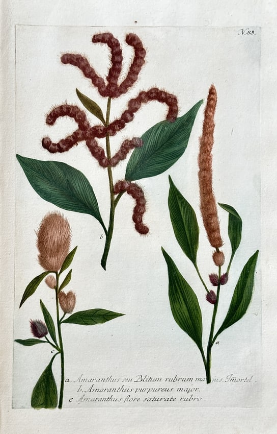 Johann Wilhelm Weinmann (1683–1741) – Amaranths – Hand-coloured engraving (1 of 2)
