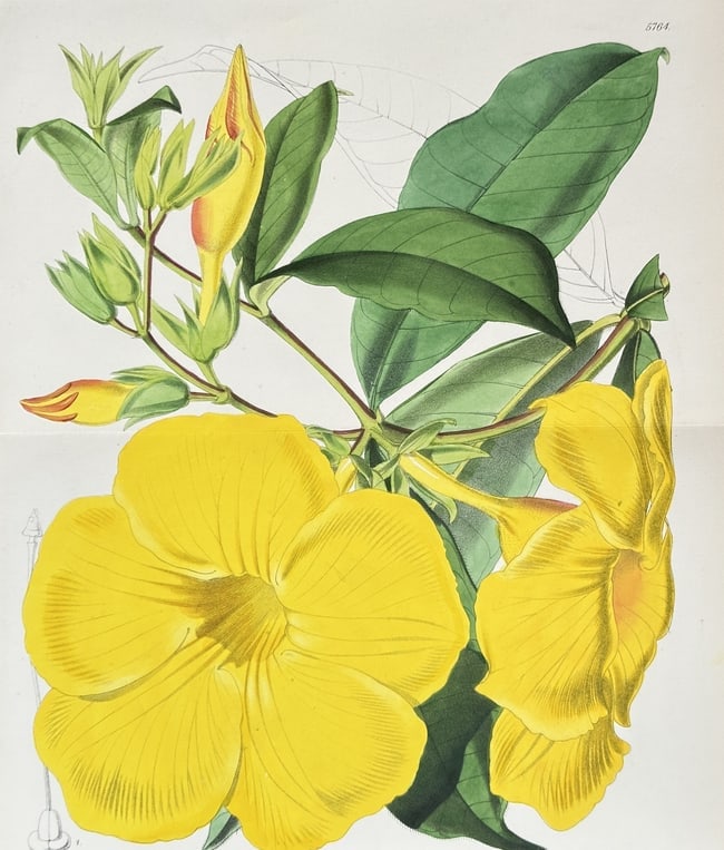Samuel Curtis (1746–1799) – Allamanda – Hand-coloured lithograph (1869) (1 of 2)