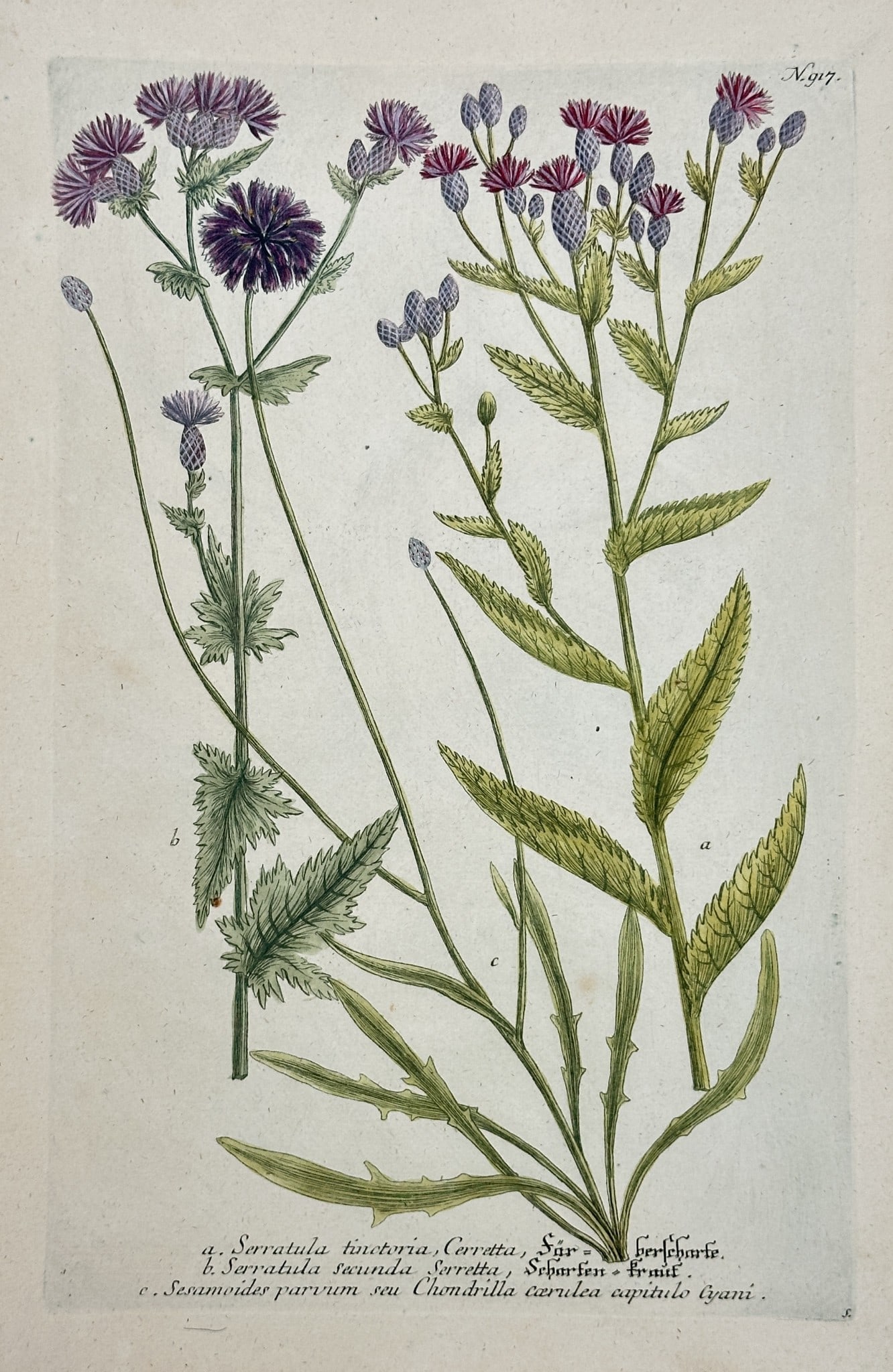 Johann Wilhelm Weinmann – Saw-wort and Star-thistle (Serratula tinctoria et Card: This detailed botanical print illustrates several species of thistle-like plants. The plate features dense, purple, composite flower heads and different types of serrated foliage. The specimens are id