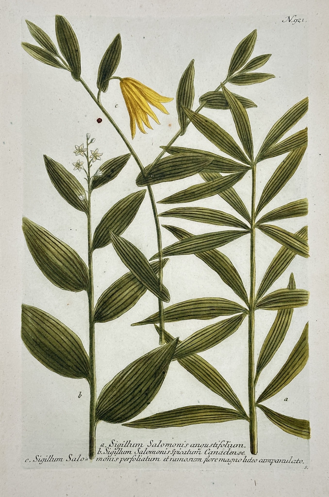 Johann Wilhelm Weinmann – Solomons Seal (Sigillum Salomonis) and Campanula (1 of 2)