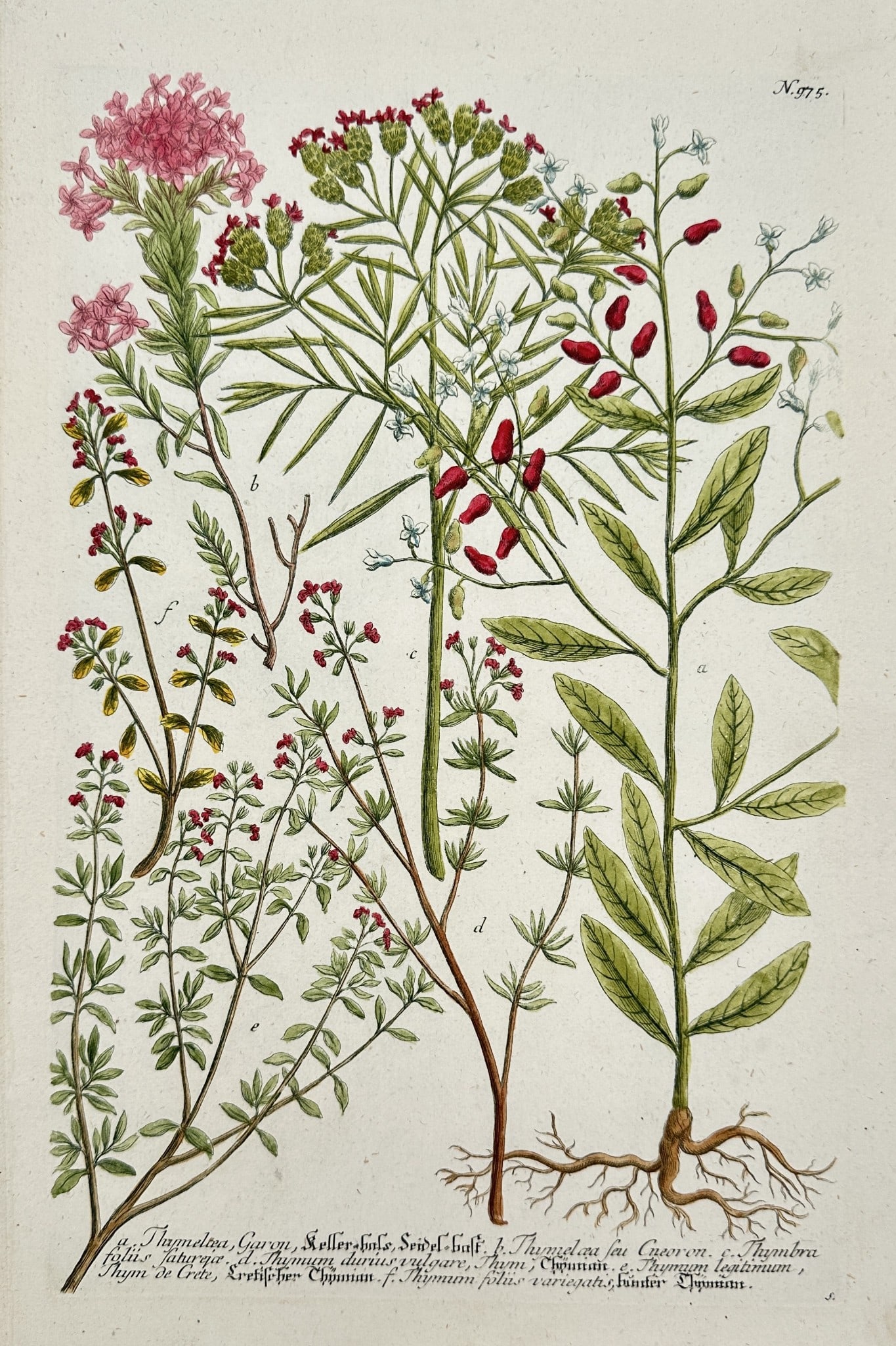 Johann Wilhelm Weinmann – Spurge, Valerian, and Soapwort (Tithymalus, Valeriana) (1 of 2)
