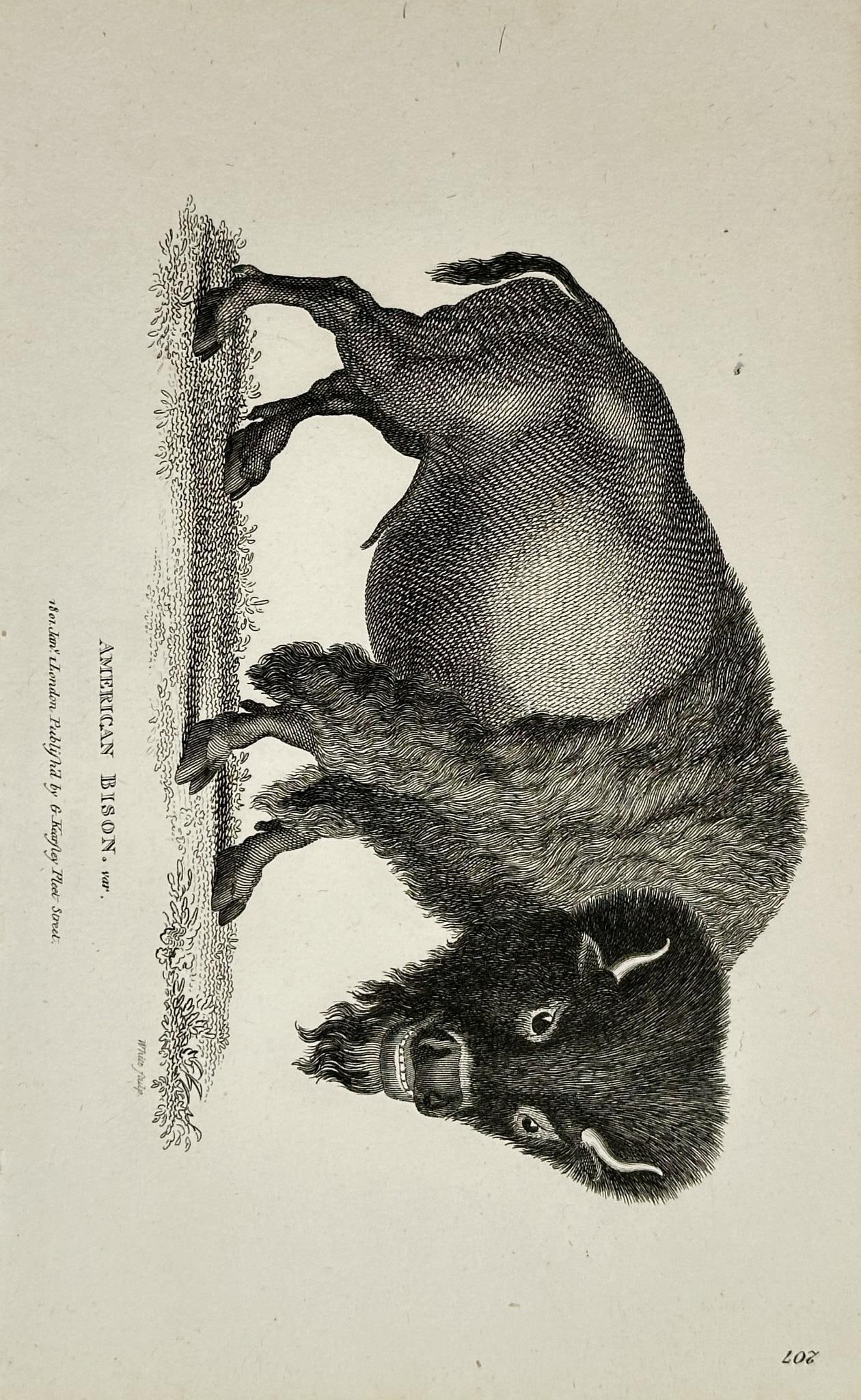 George Shaw (1751–1813) – Bison – Engraving (Circa 1801): This natural history illustration depicts an American Bison (Bison bison or Bos taurus), a heavy-horned mammal indigenous to North America. The bison is shown in a three-quarter profile, directly faci