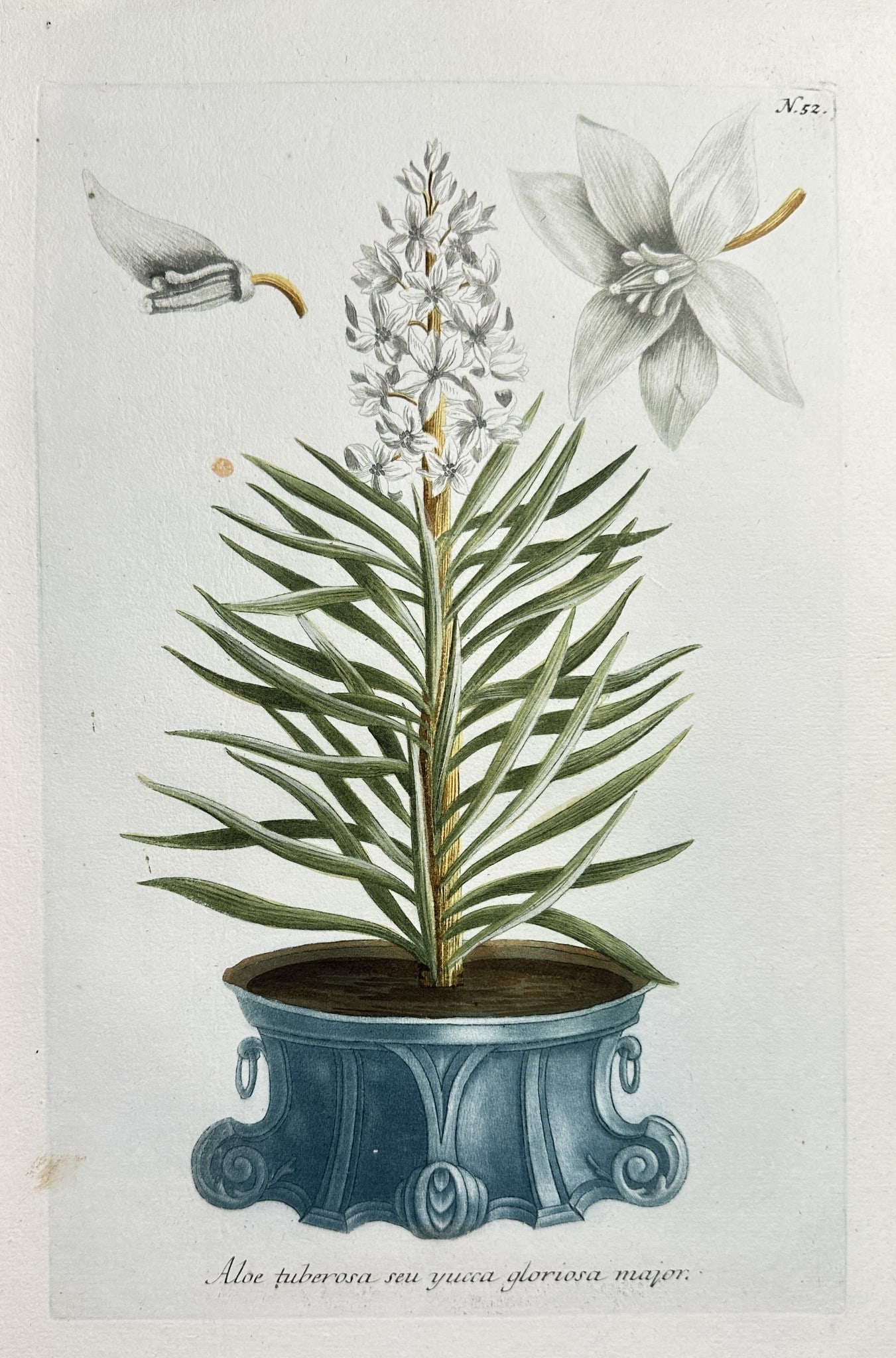 Johann Wilhelm Weinmann – Spanish Dagger or Mound Lily Yucca (1 of 2)
