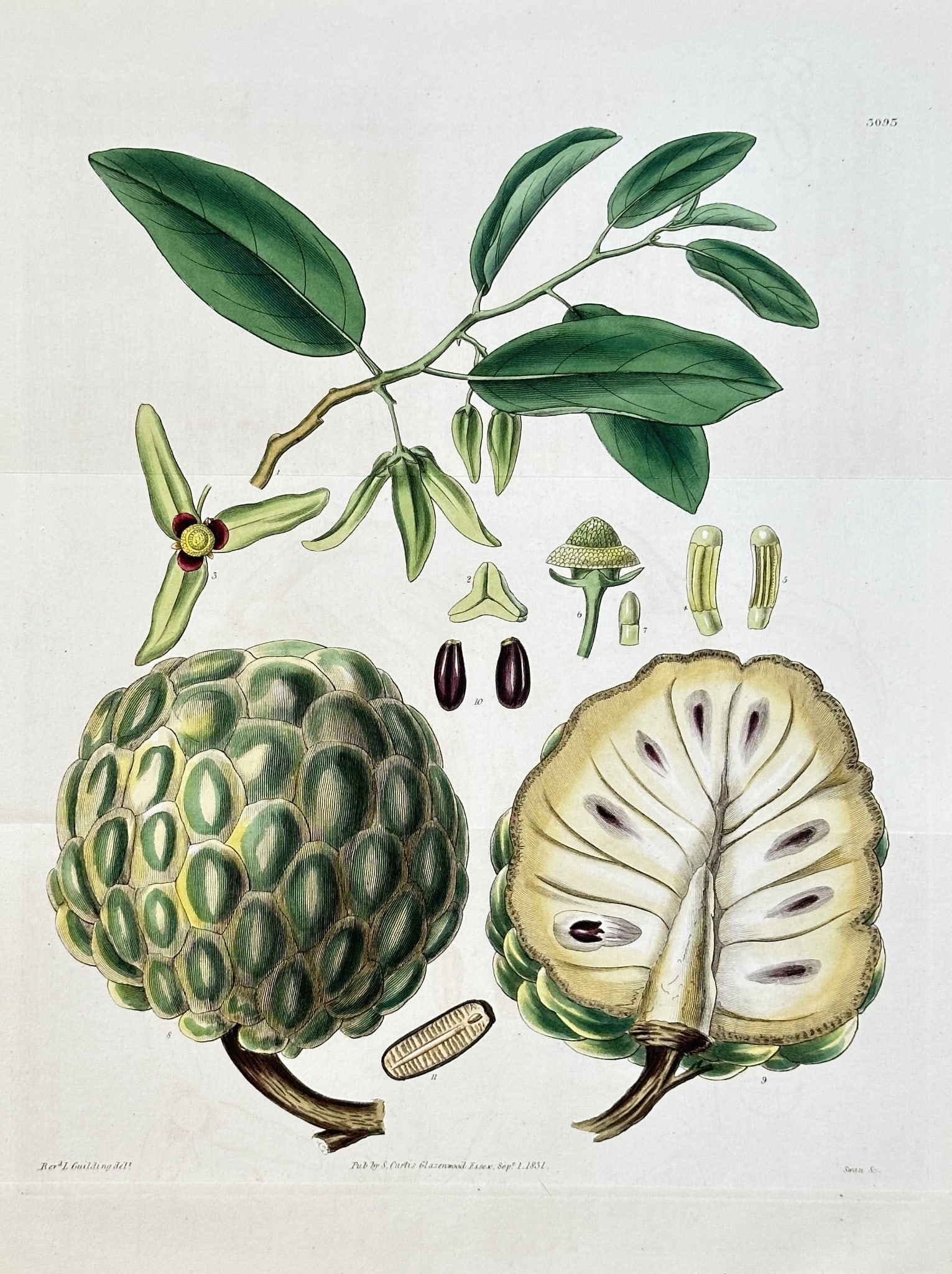 Samuel Curtis (1774–1860) – Sugar Apple – Hand-coloured engraving (1831) (1 of 2)
