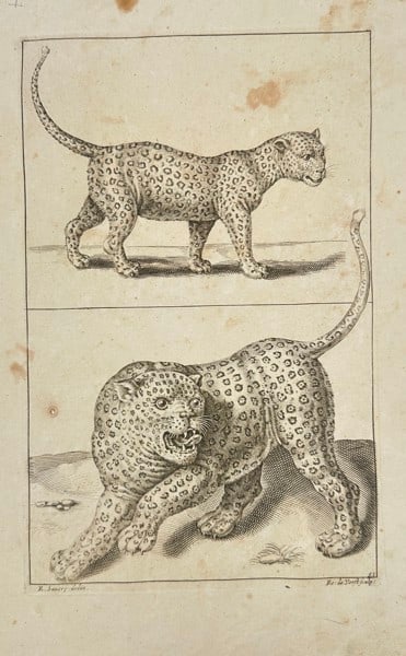 Frederick de Wit – Study of a Leopard in Motion and Profile - engraving: This striking copperplate engraving by Frederick de Wit features two views of a leopard. The upper panel presents the animal in profile with a calm, observant posture, while the lower panel captures i