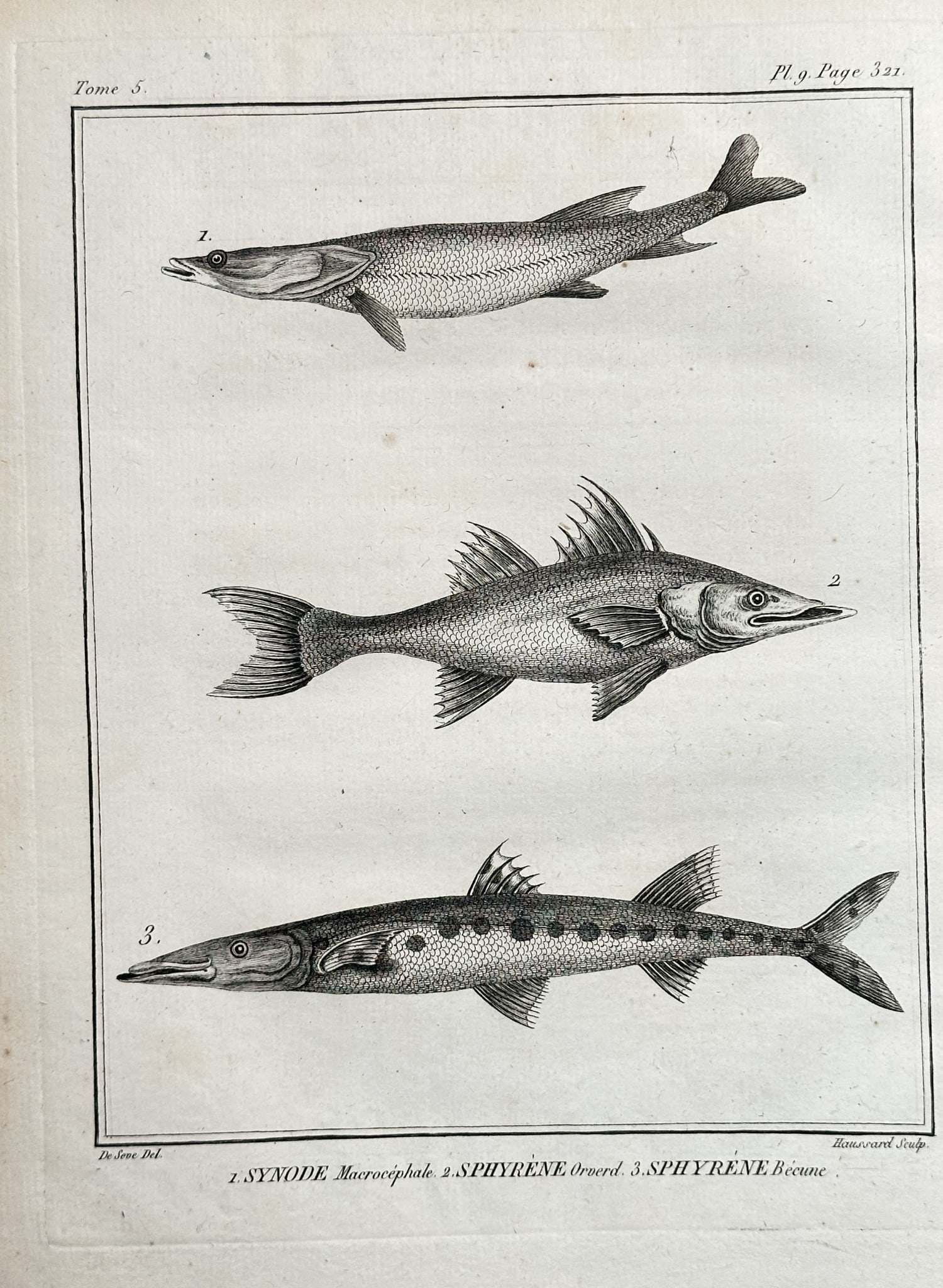 Georges-Louis Leclerc, Comte de Buffon (1707–1788) – Three Species of Pike-like (1 of 2)