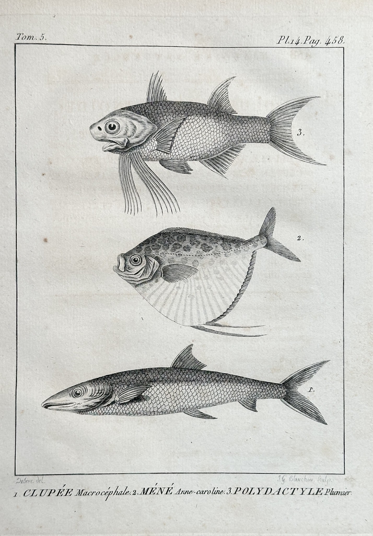 Georges-Louis Leclerc, Comte de Buffon (1707–1788) – Three Species of Tropical (1 of 2)