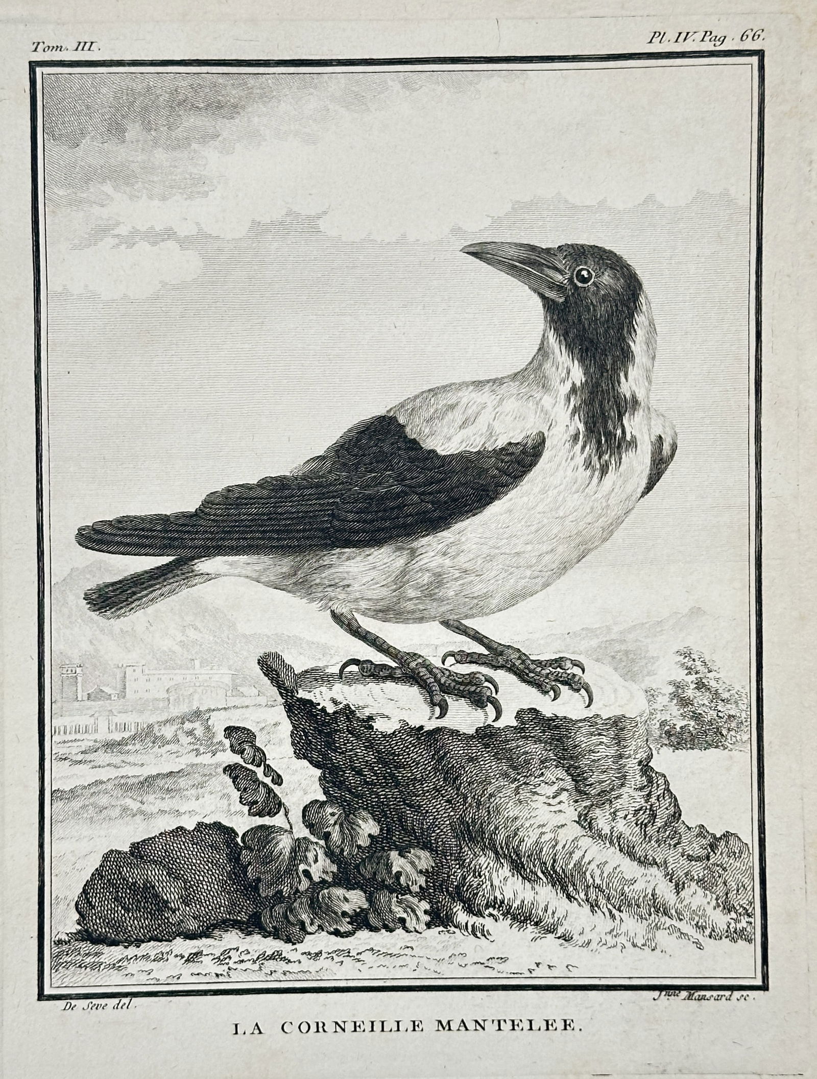 Georges-Louis Leclerc, Comte de Buffon (1707–1788) – La Corneille Mantelé: This zoological engraving depicts a Hooded Crow ("La Corneille Mantelé"), distinguished by its black and grey plumage. The bird is shown in profile, perched on a rocky mound, with a suggestion of bui