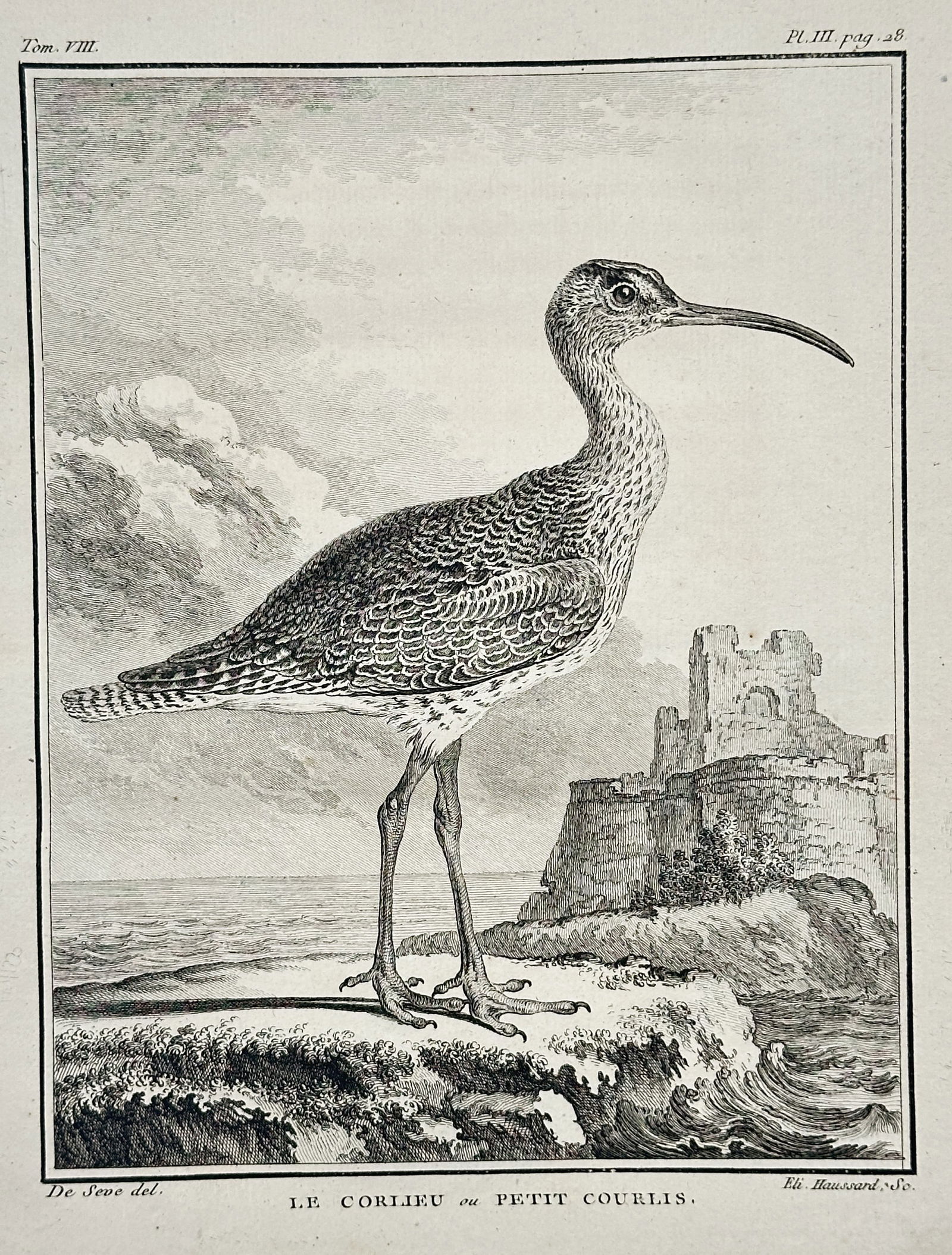 Georges-Louis Leclerc, Comte de Buffon (1707–1788) – Le Corlieu ou Petit Courlis (1 of 2)