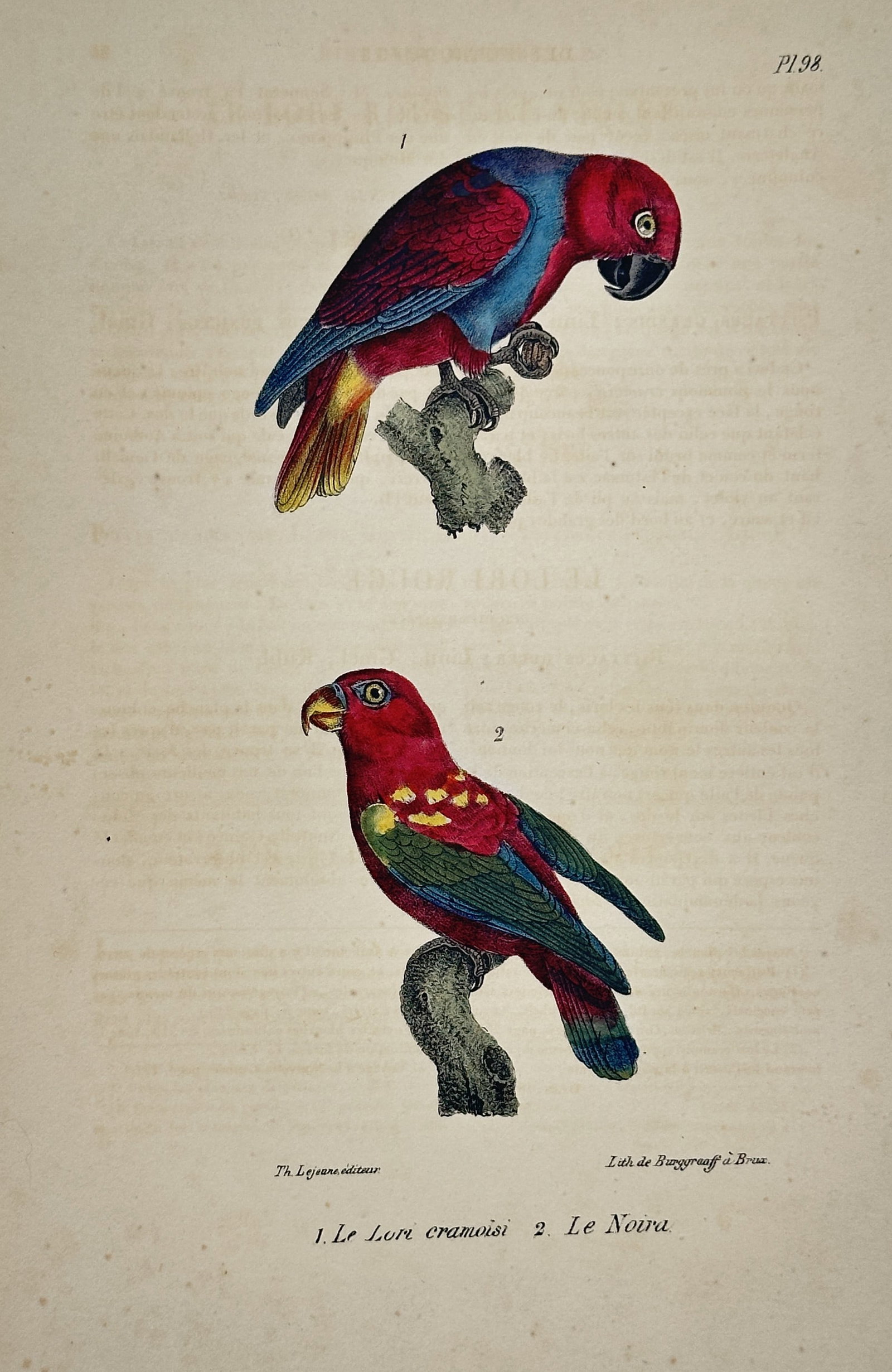 Georges-Louis Leclerc, Comte de Buffon (1707–1788) – Cramer's Lory and New Guinea: This zoological engraving, identified as Plate 98, illustrates two brightly colored parrot species. The upper figure (1) is the Lori cramoisie (Cramer's Lory), predominantly blue and red. The lower fi
