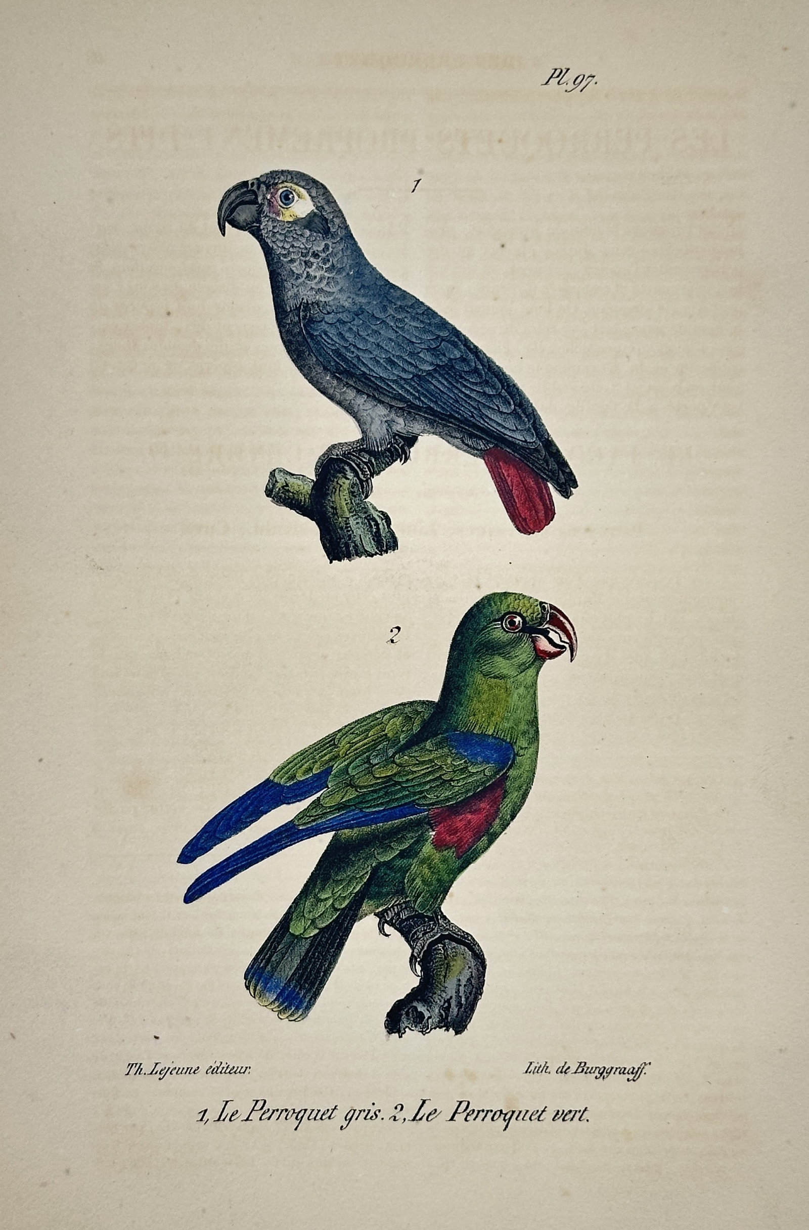 Georges-Louis Leclerc, Comte de Buffon (1707–1788) – Grey Parrot and Green Parrot: This zoological engraving, identified as Plate 97, illustrates two species of parrots. The upper figure (1) is the Grey Parrot ("Le Perroquet gris"), typically known for its red tail feathers. The low