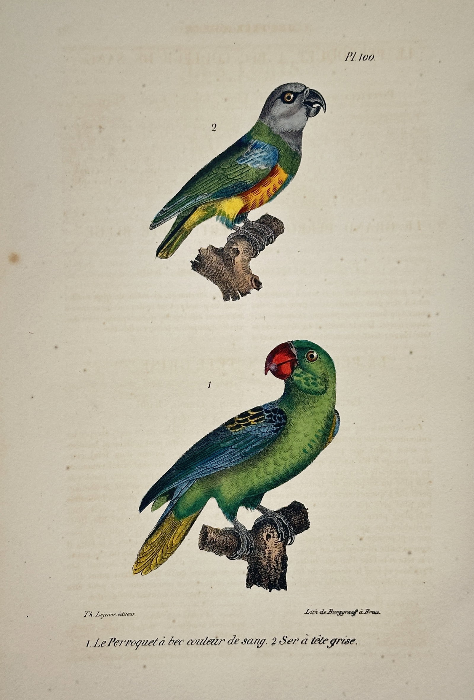 Georges-Louis Leclerc, Comte de Buffon (1707–1788) – Set of Blood-Billed Parrot: This zoological engraving, identified as Plate 160, illustrates two species of parrots. The lower figure (1) is the Blood-Billed Parrot ("Le Perroquet a bec couleur de sang") and the upper figure (2) 