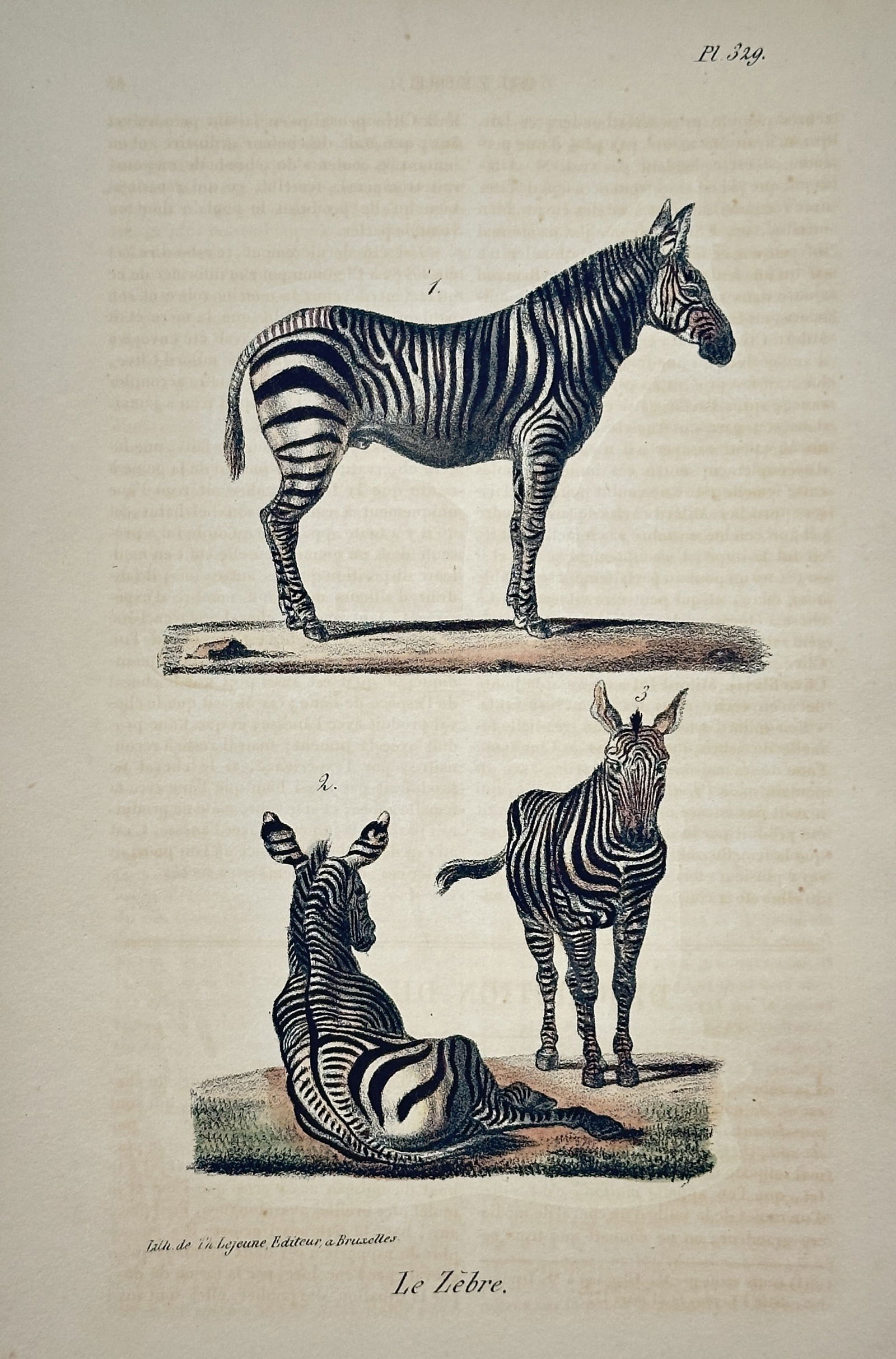 Georges-Louis Leclerc, Comte de Buffon (1707–1788) – Le Zèbre (The Zebra): This zoological engraving, identified as Plate 329, illustrates the Zebra ("Le Zèbre"). The plate features three depictions of the animal: a large, detailed study of a zebra standing in profile at th