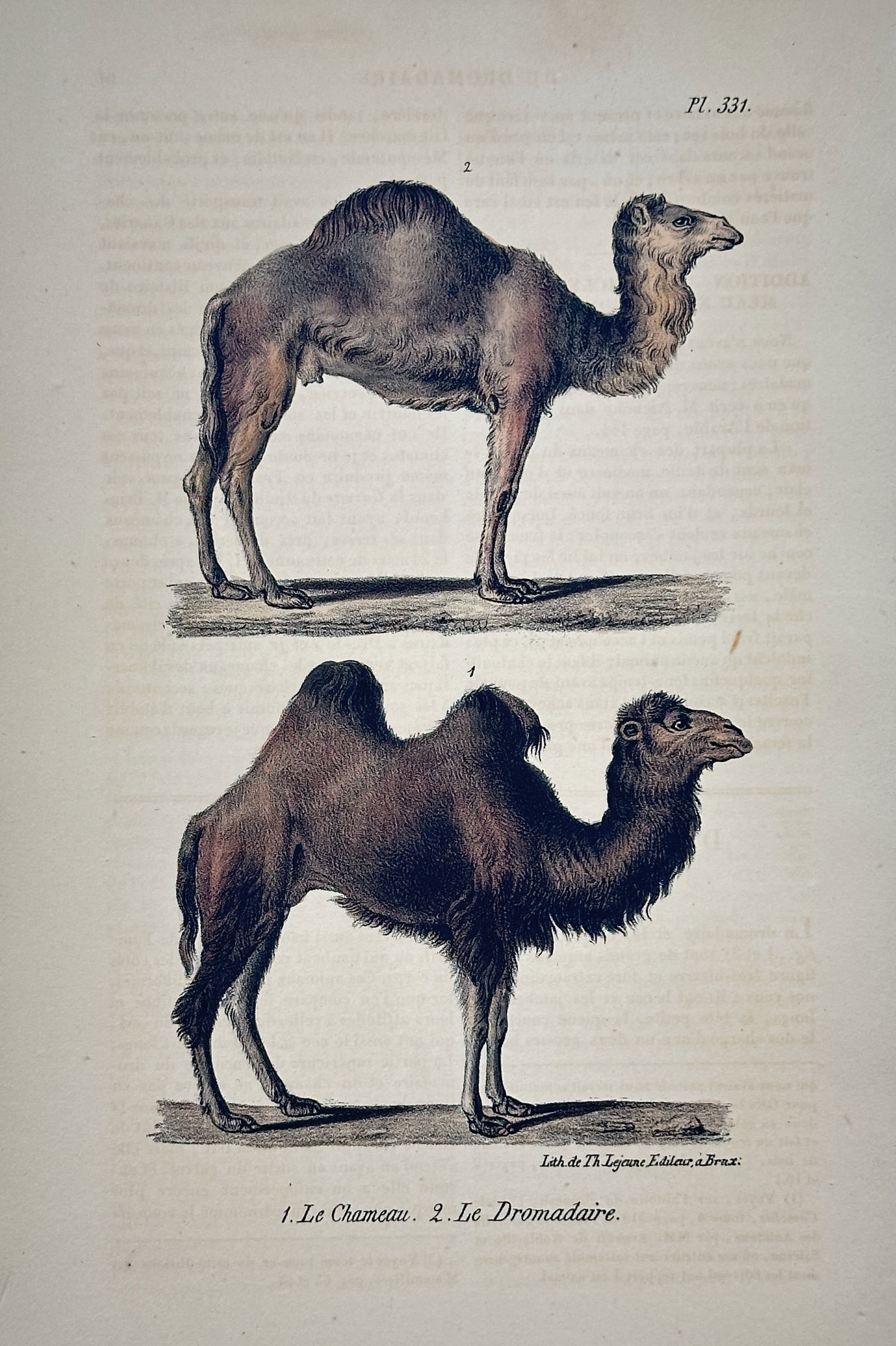 Georges-Louis Leclerc, Comte de Buffon (1707–1788) – The Camel and The Dromedary (1 of 2)