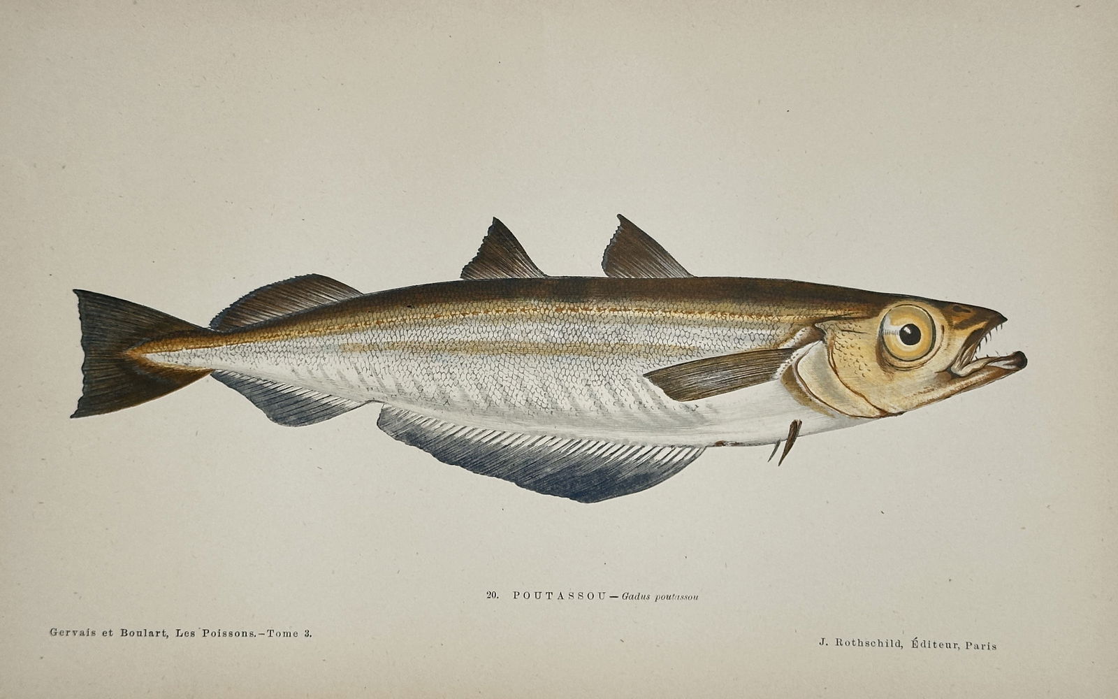J. Rothschild – Pollock fish (Gadus pollachius) – Engraving with hand-coloring (c. 1870) (1 of 2)