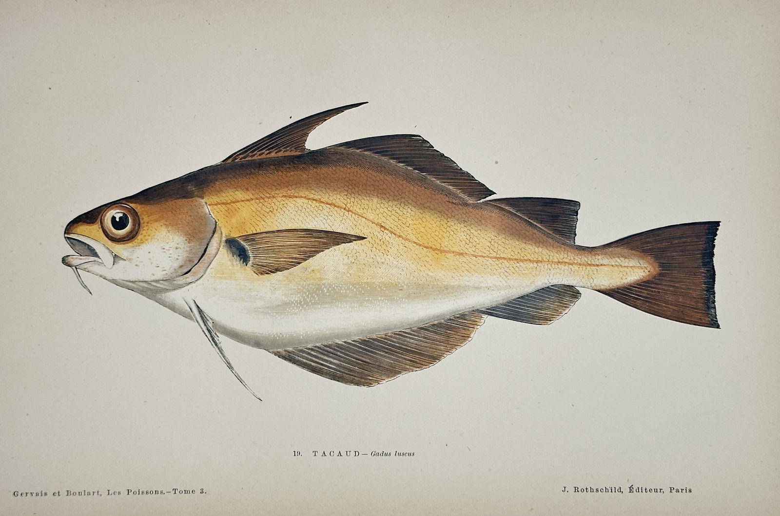 J. Rothschild – Poor Cod (Gadus Luscus) – Engraving with hand-coloring (c. 1870): This illustration depicts a Tacaud, or Poor Cod (Gadus luscus), a species of fish found in the Northeast Atlantic. The fish is presented in profile with careful coloration and detail, typical of scien