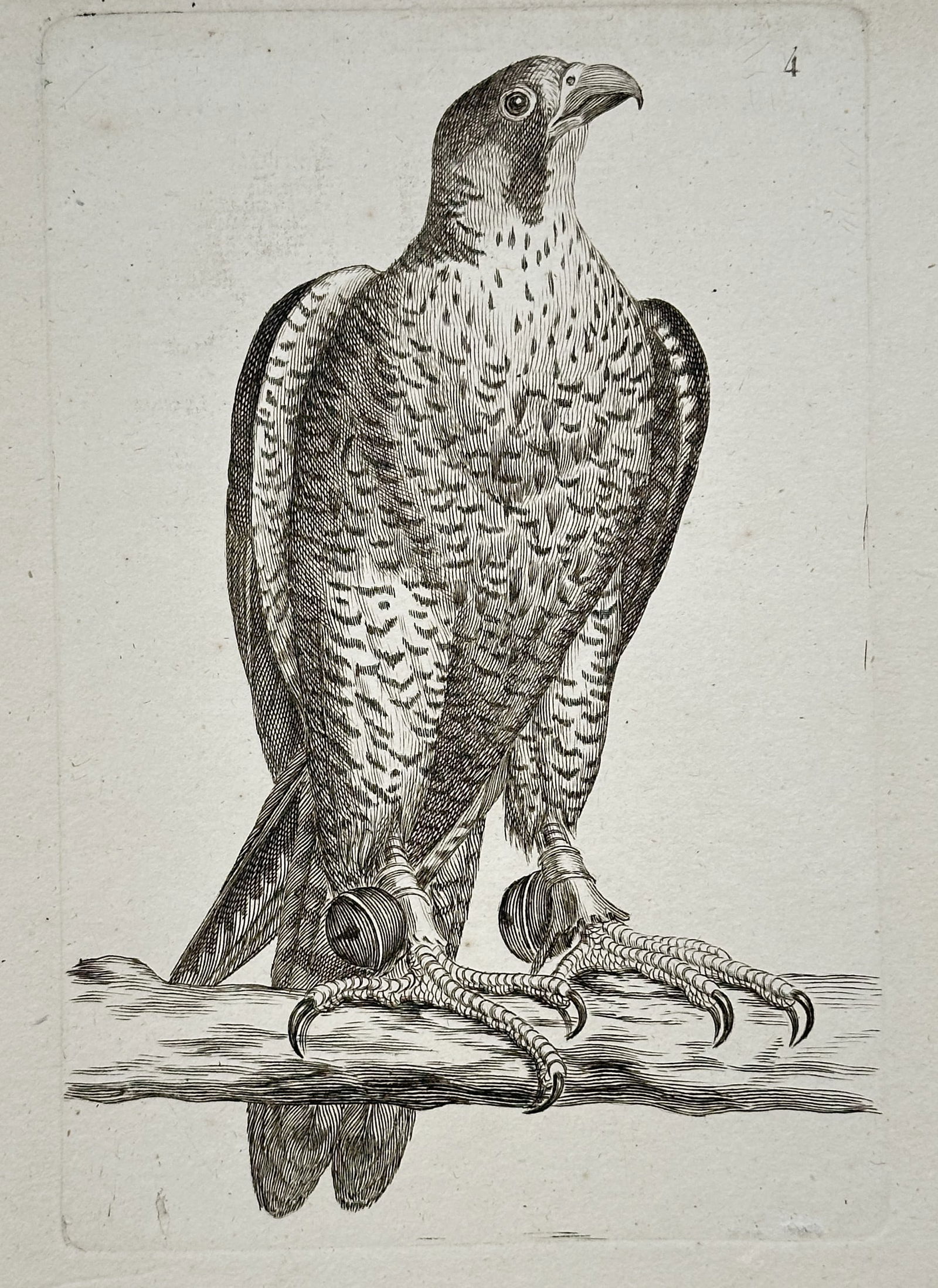 Unknown – Peregrine Falcon – Engraving (c. 1766) (1 of 2)