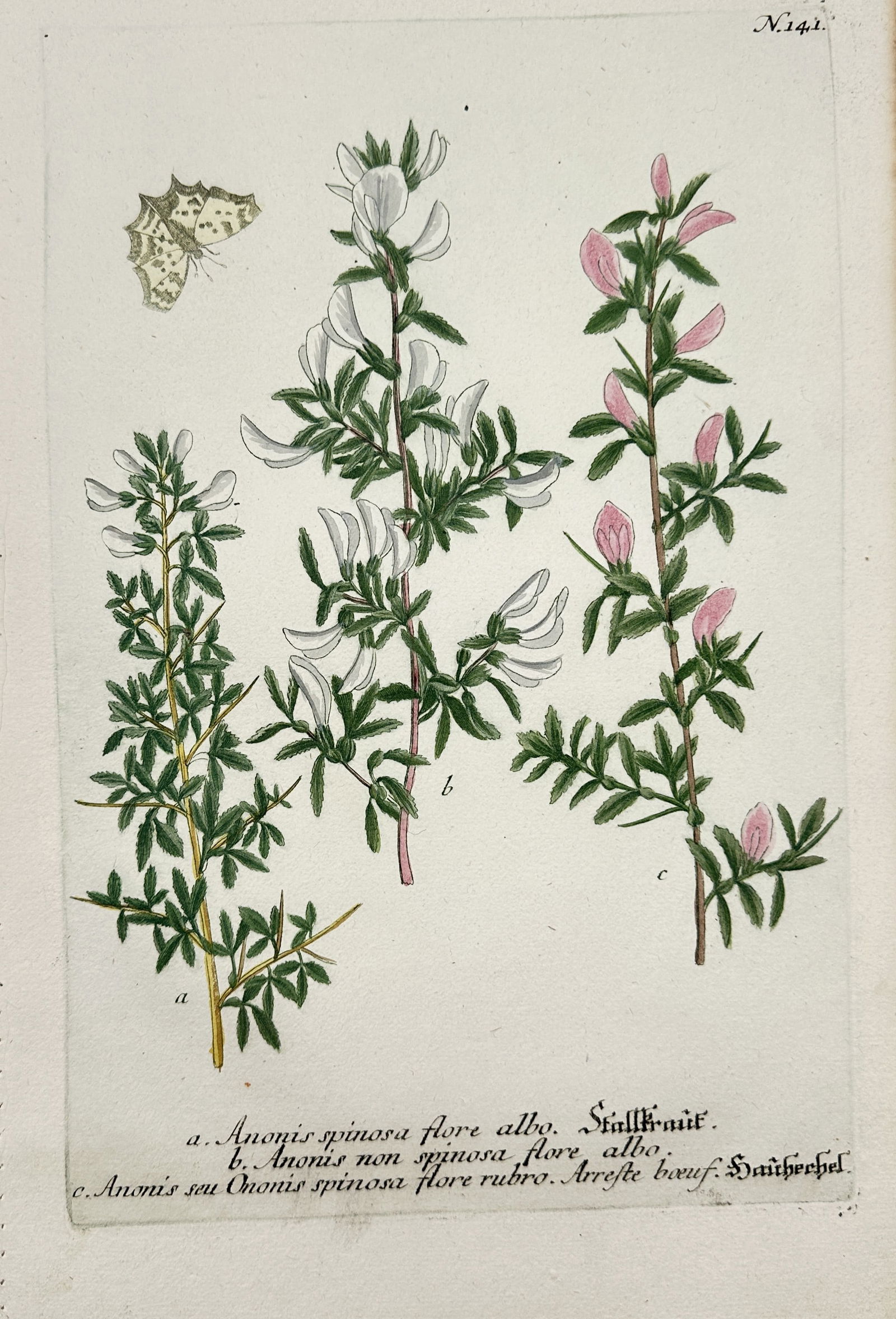 Johann Wilhelm Weinmann (1683–1741) – Anonis Spinosa – Engraving with hand (1 of 2)