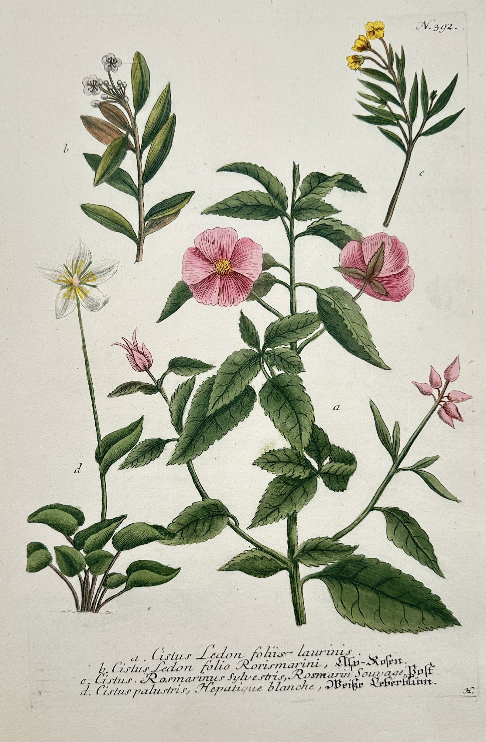 Johann Wilhelm Weinmann (1683–1741) – Citrus – Engraving with hand-coloring (1 of 2)