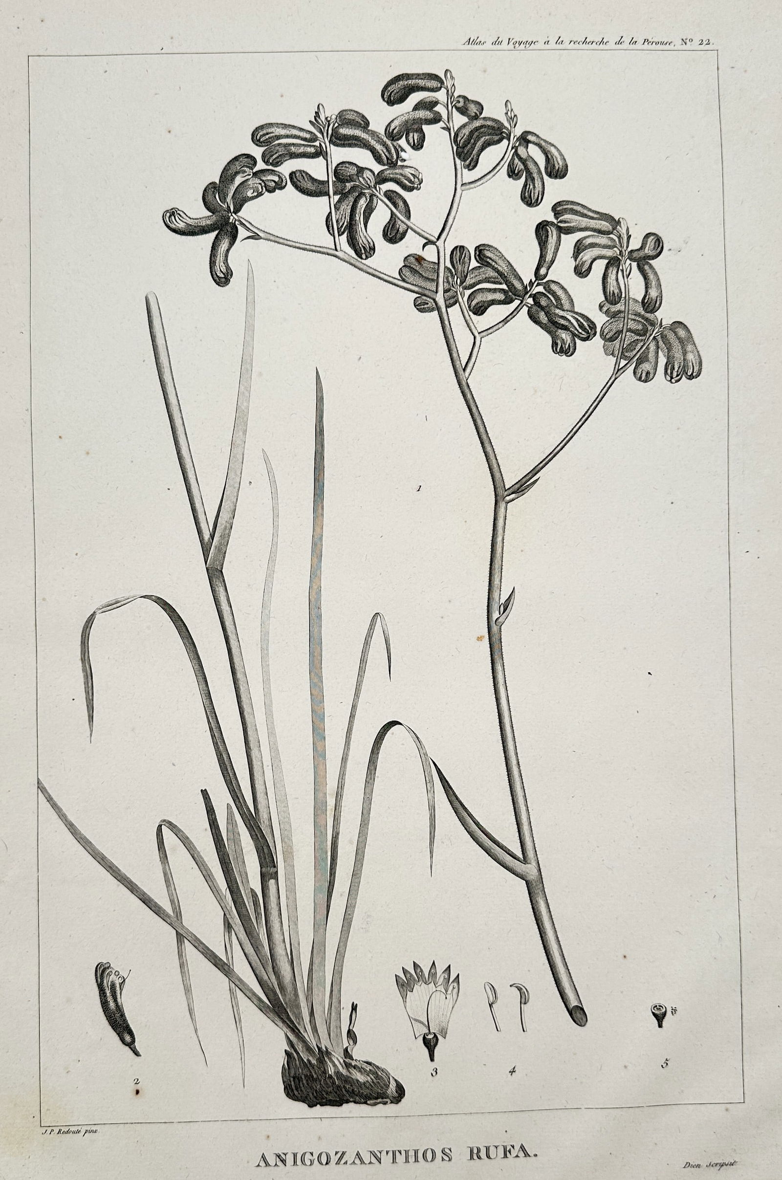 Pierre-Joseph Redouté (1759–1840) – Anigozanthos Rufa – Engraving (20th Century) (1 of 2)