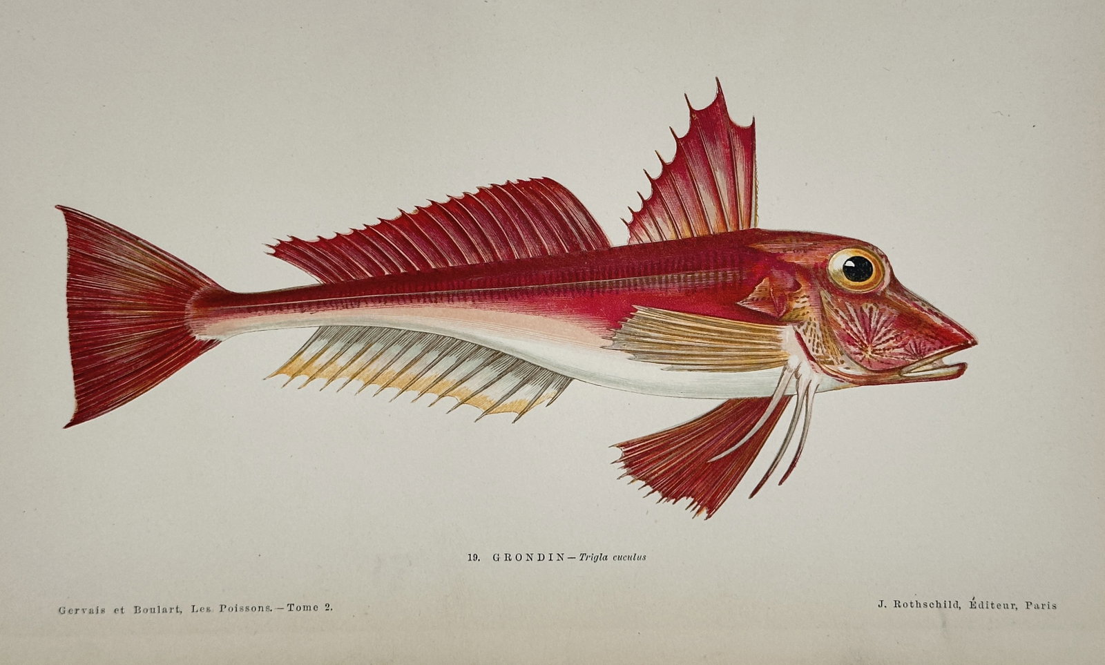 Jules Rothschild (19th Century) – Red Gurnard – Lithograph with hand-coloring (19th Century): This lithograph with hand-coloring depicts the Red Gurnard (Trigla cuculus), illustrating its striking red coloration and fan-like fins. The plate originates from the scientific work Les Poissons (The
