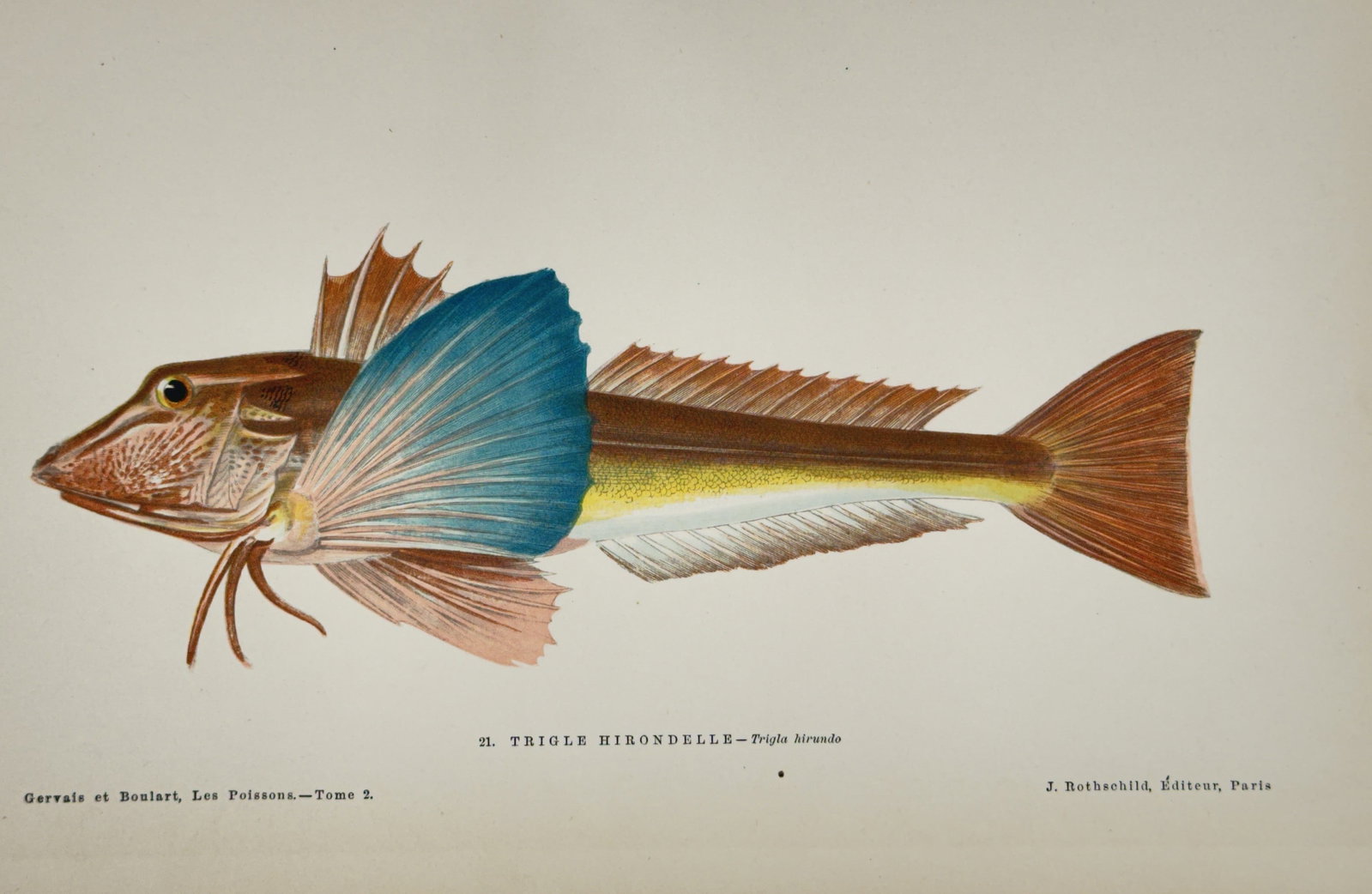 Jules Rothschild (19th Century) – Tub Gurnard – Lithograph with hand-coloring (19th Century): This lithograph with hand-coloring depicts the Tub Gurnard (Trigla hirundo), highlighting its large, vibrant blue-tipped pectoral fins and streamlined body. The plate originates from the scientific wo