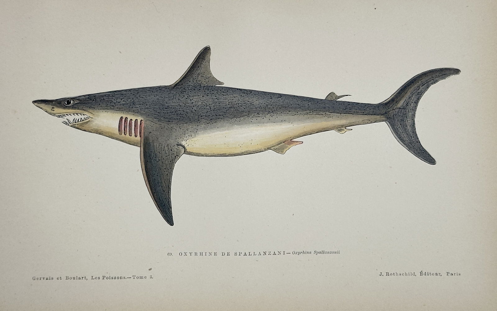 Jules Rothschild (19th Century) – Spallanzani's Mackerel Shark – Lithograph with hand-coloring (1 of 3)