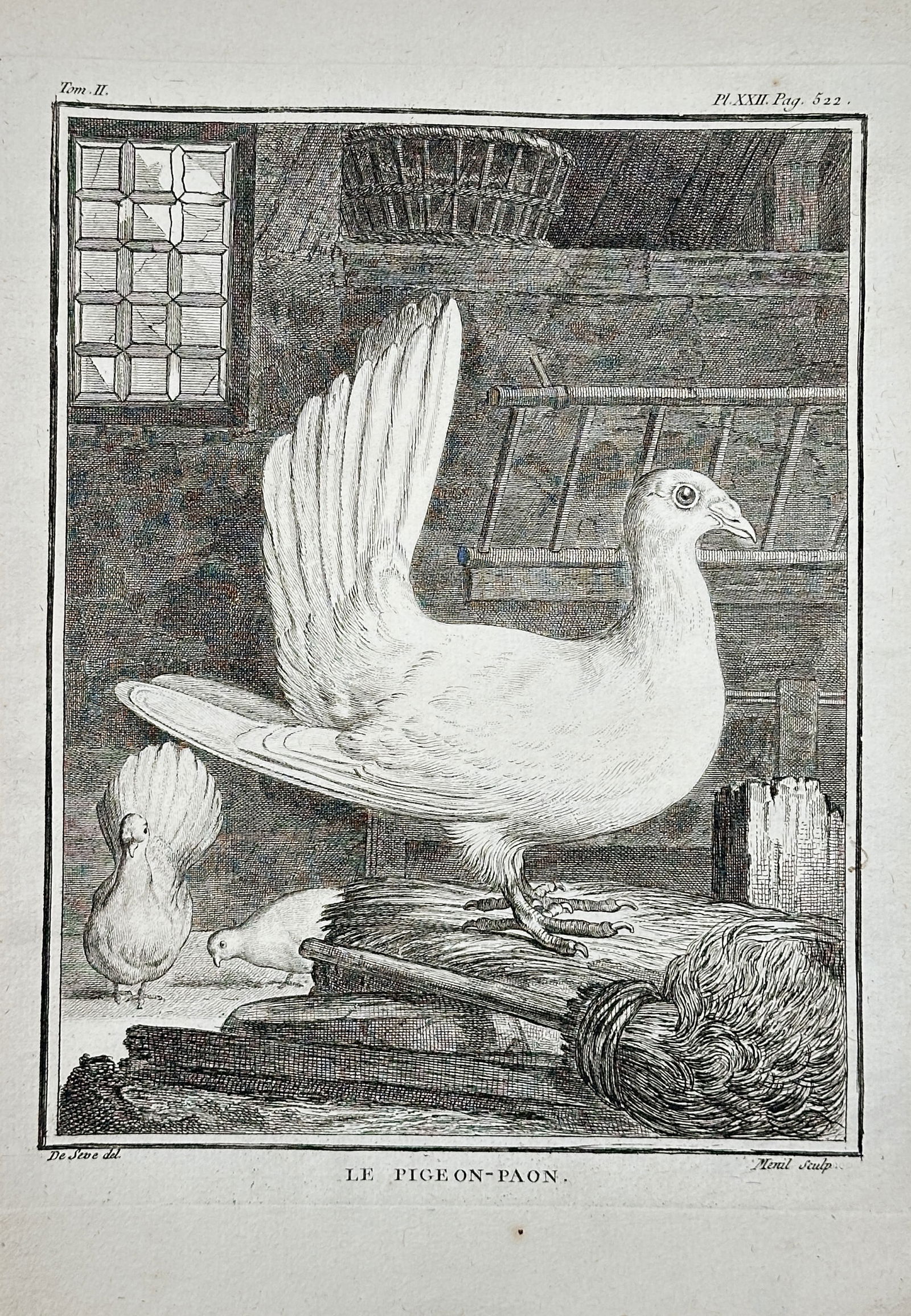 Georges-Louis Leclerc, Comte de Buffon – Fantail Pigeon – Engraving (18th Century) (1 of 2)