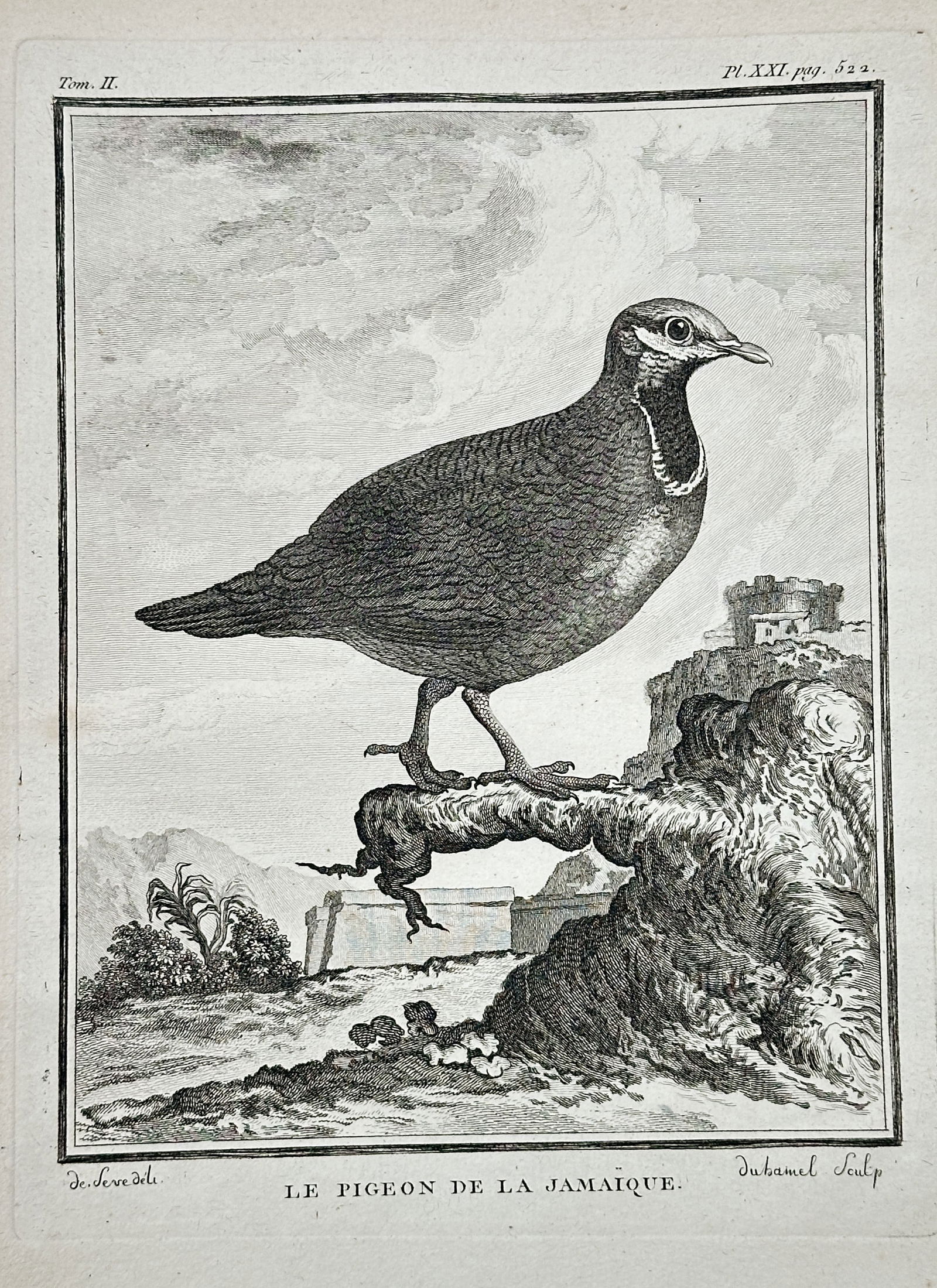 Georges-Louis Leclerc, Comte de Buffon – Jamaica Pigeon – Engraving (18th Century) (1 of 2)