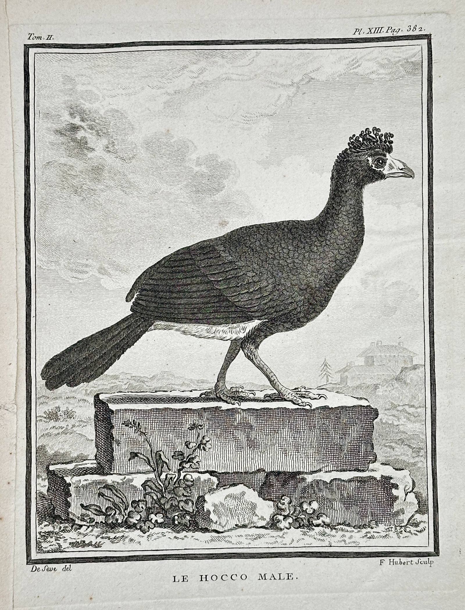 Georges-Louis Leclerc, Comte de Buffon – Male Curassow – Engraving (18th Century): This engraving, Plate XIII from Volume II, depicts the Male Curassow (Le Hocco Mâle), a large, dark bird with a curled crest, shown perched on a rocky block overlooking a landscape. The print is sign