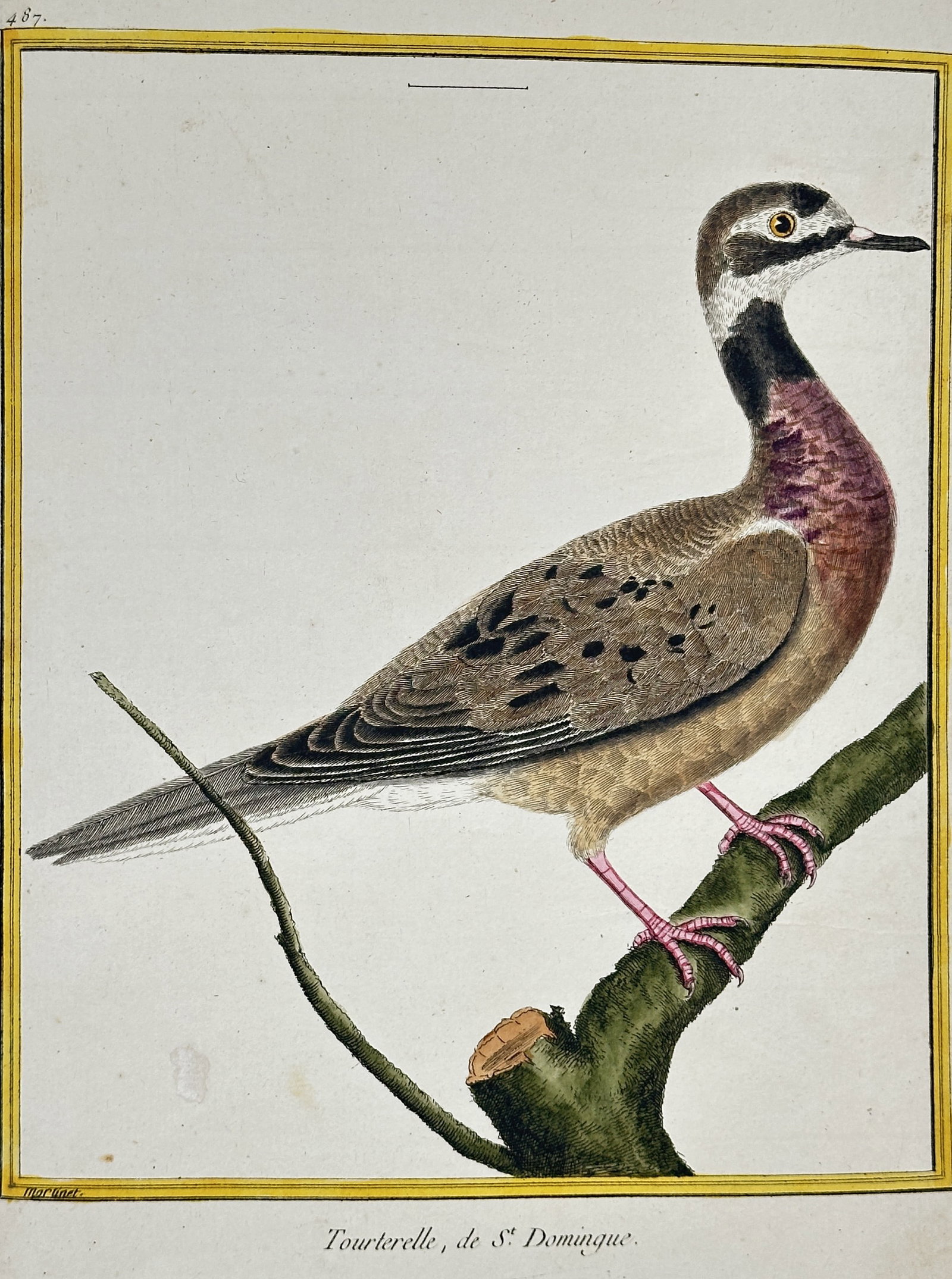 François-Nicolas Martinet – Turtle Dove of Santo Domingo – Engraving with hand-coloring (18th: This engraving with original hand-coloring, Plate 487, depicts the Turtle Dove of Santo Domingo, shown perched on a tree branch. The print is characterized by its yellow framing line and high-quality 