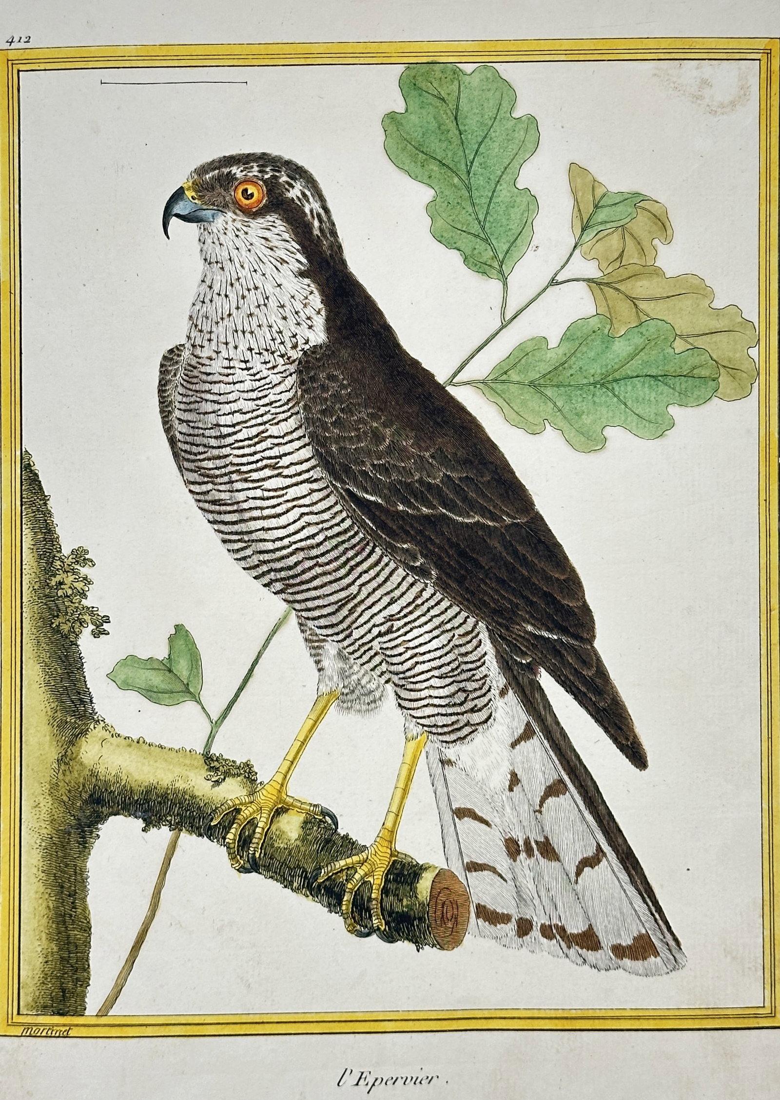 François-Nicolas Martinet – Sparrowhawk – Engraving with hand-coloring (18th Century): This engraving with original hand-coloring, Plate 413, depicts the Sparrowhawk (L' Epervier), shown perched on an oak branch with its distinctive barred white and brown plumage and prominent yellow le